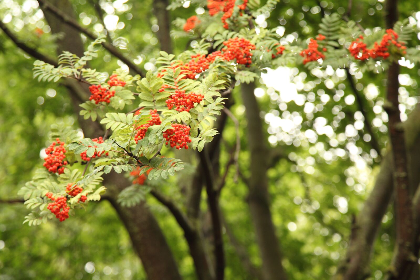 Canon EOS 5D Mark II sample photo. Bunches of rowan, rowan photography