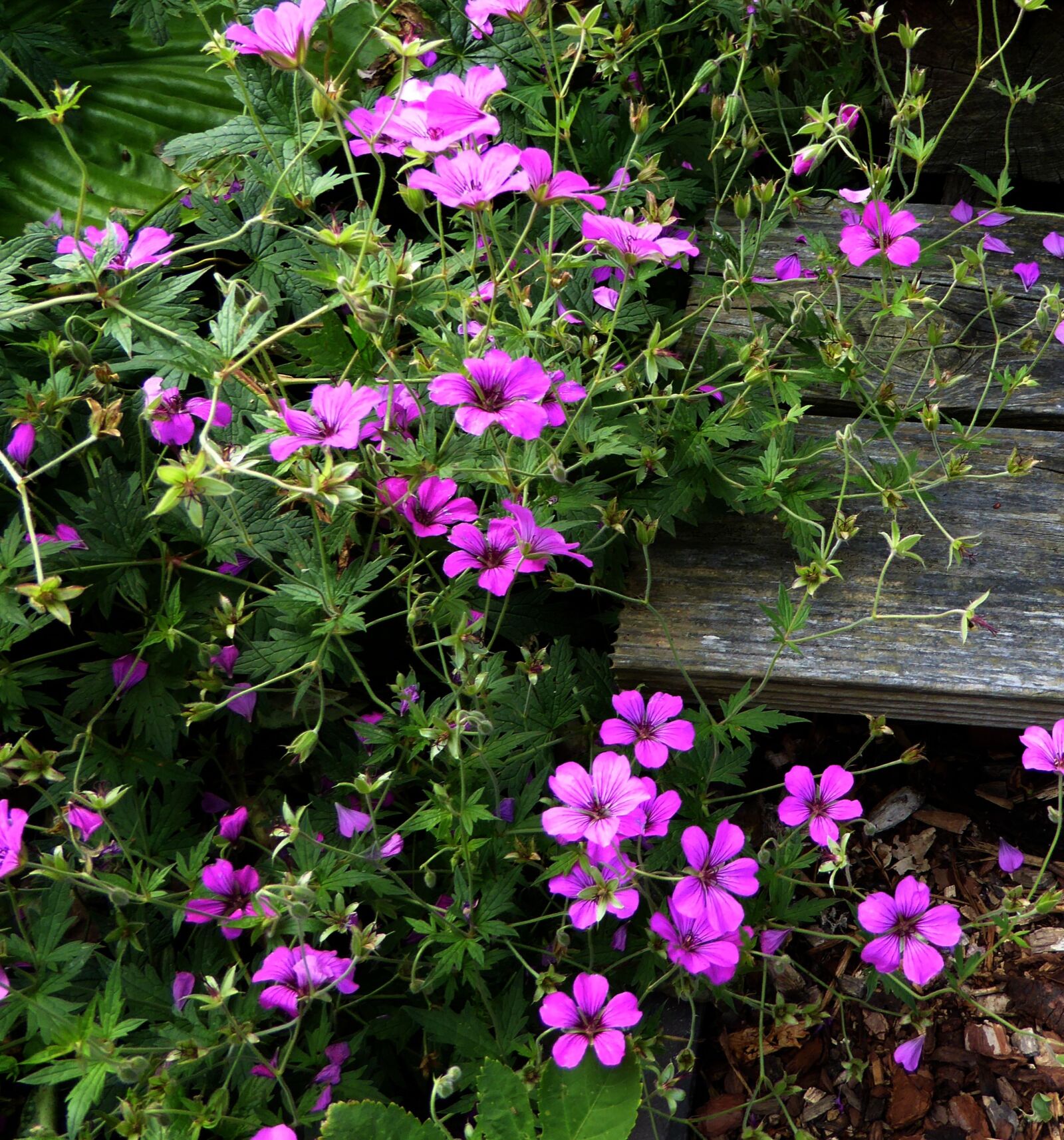Panasonic DMC-TZ61 sample photo. Small flowers, purple, pink photography