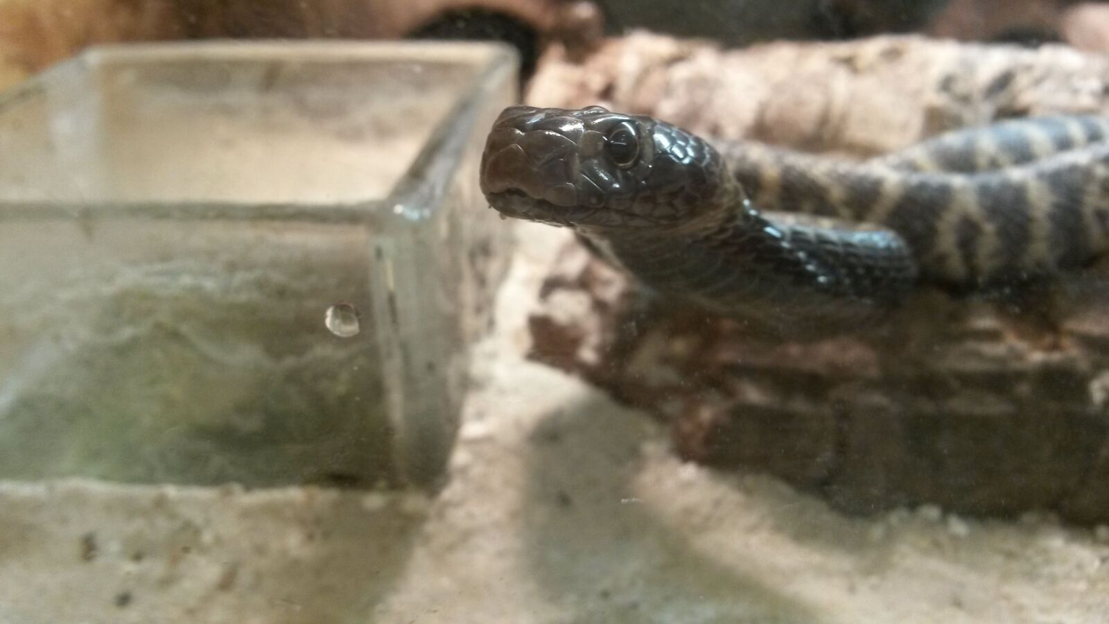 Samsung Galaxy S4 Mini sample photo. Venomous snake, poison, cobra photography