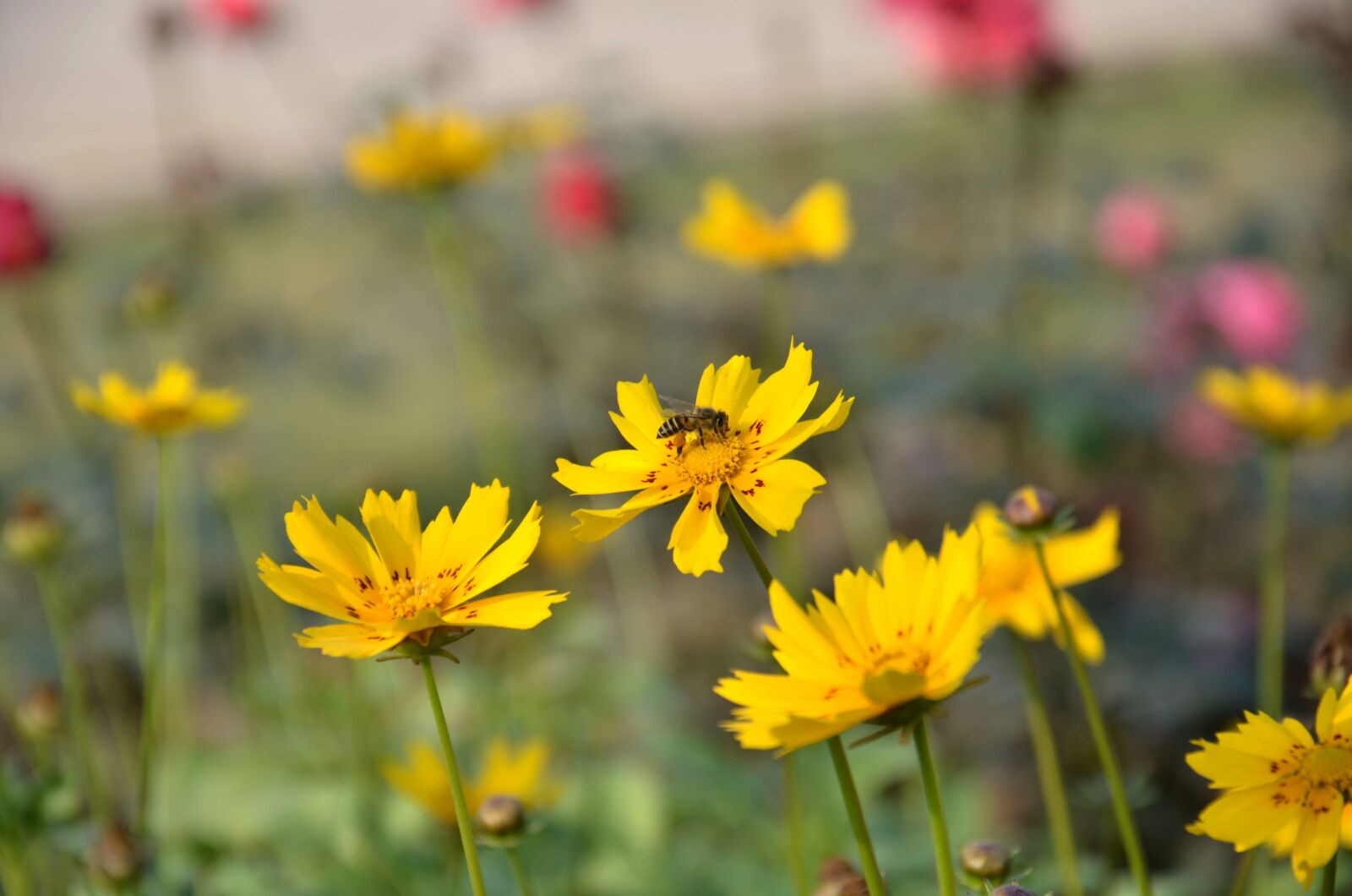 Nikon D7000 sample photo. Nature, flowers, yellow flowers photography