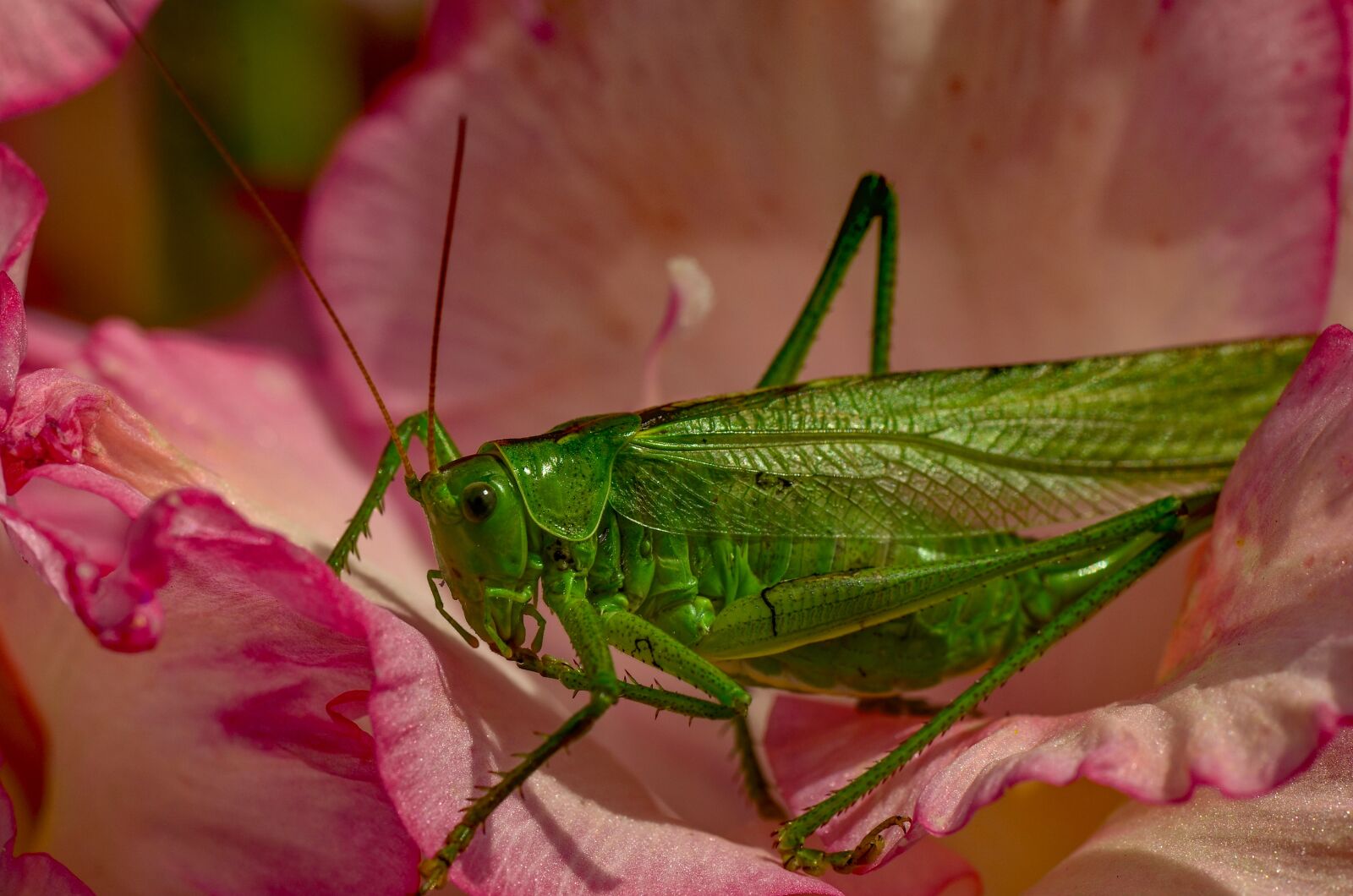 Nikon D7000 sample photo. Viridissima, green, grasshopper photography