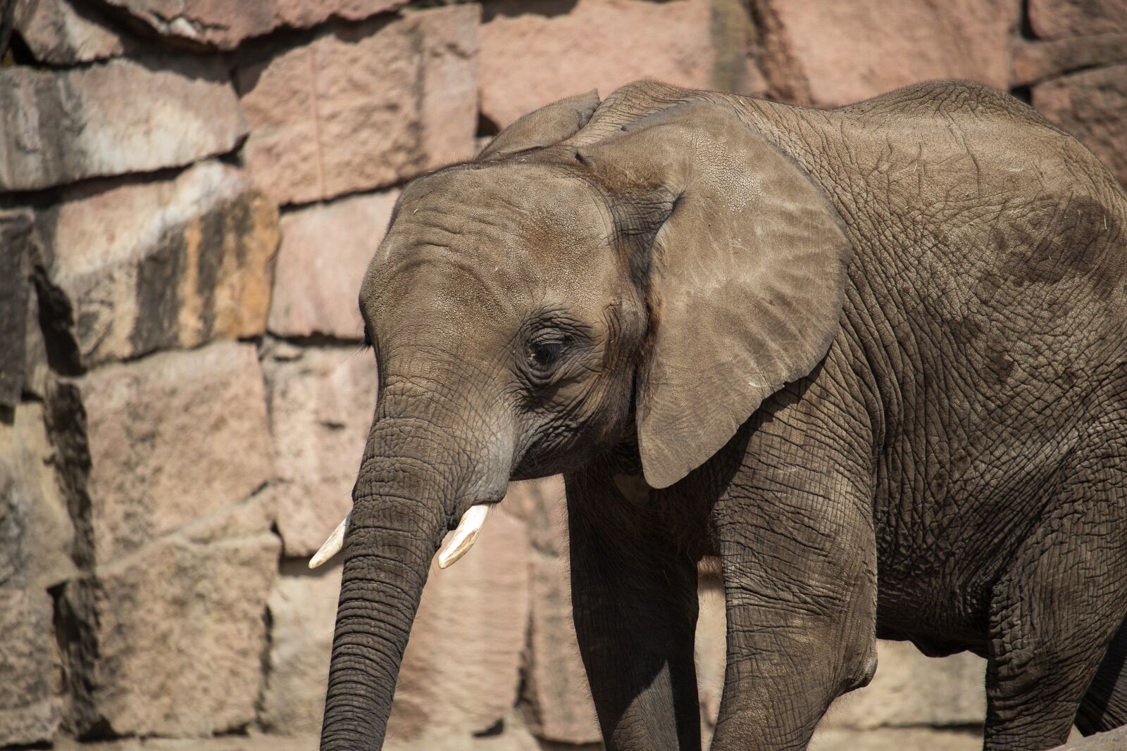 Canon EF-S 55-250mm F4-5.6 IS STM sample photo. Elephant, mammal, animal photography