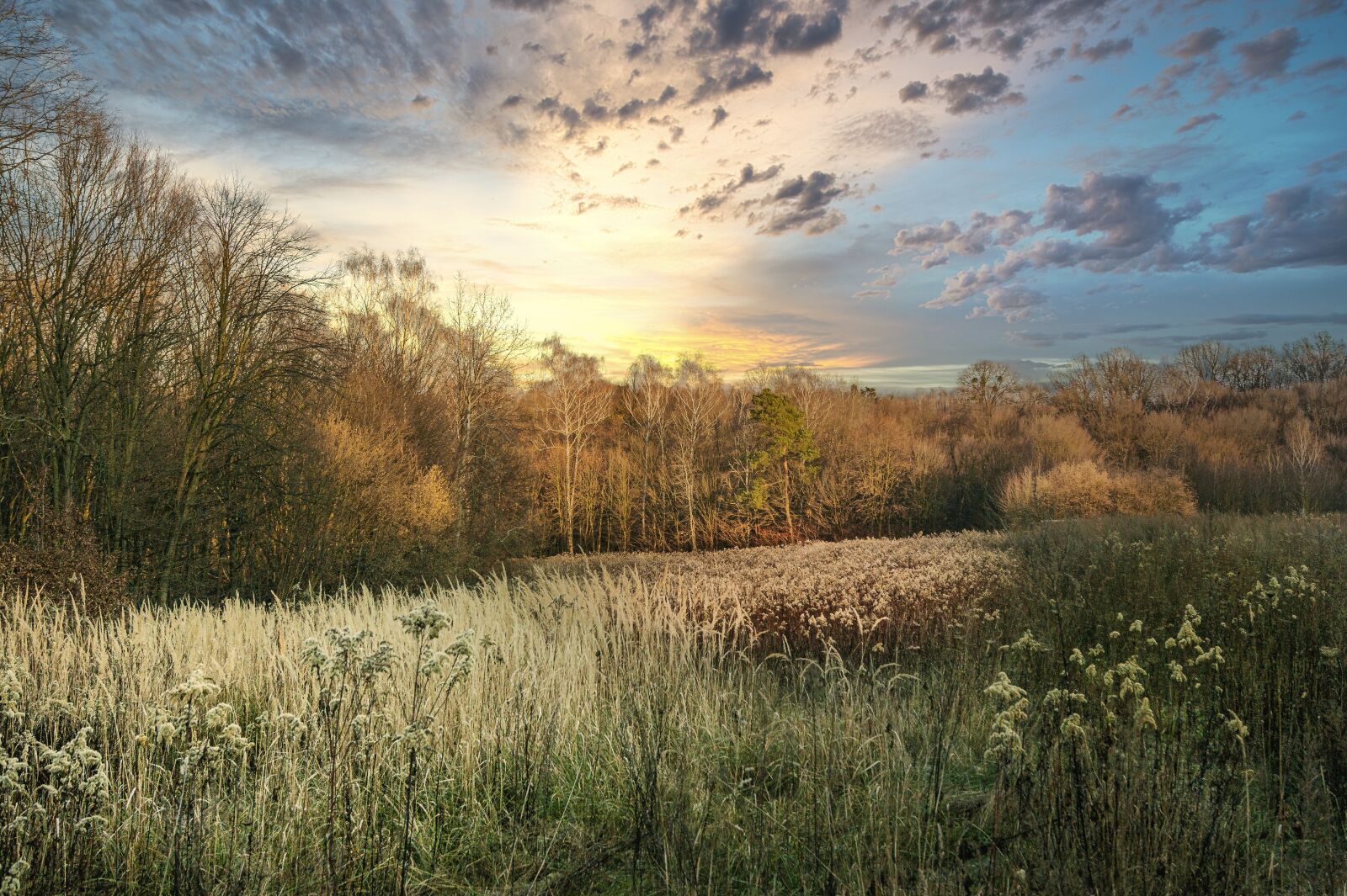 Sony Alpha DSLR-A290 sample photo. Grass, sunset, nature photography