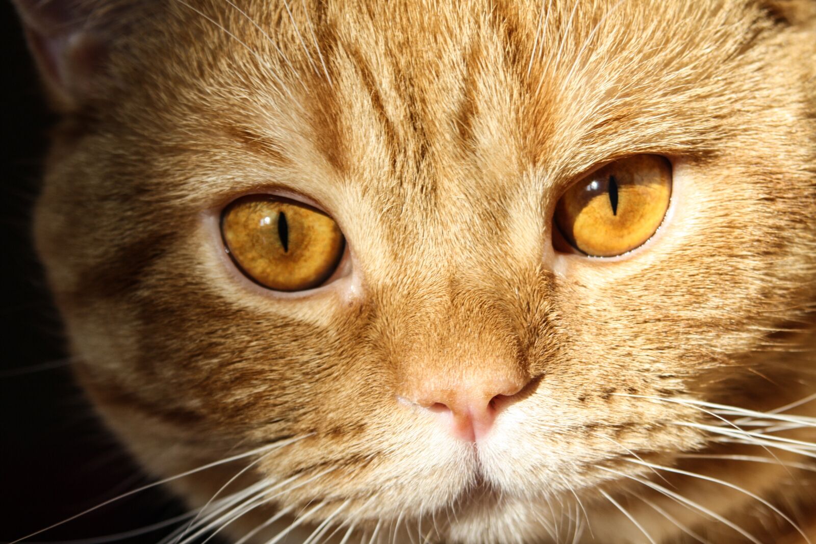 Canon EOS 1000D (EOS Digital Rebel XS / EOS Kiss F) sample photo. Cat, kitten, animals photography