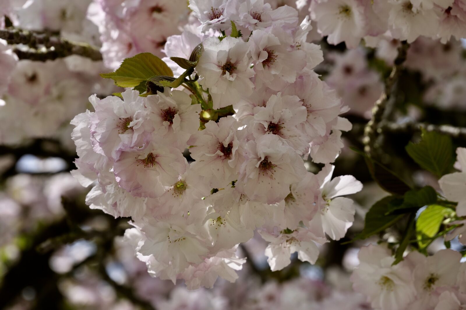Panasonic Lumix DC-G9 sample photo. Cherry blossom, plant, nature photography