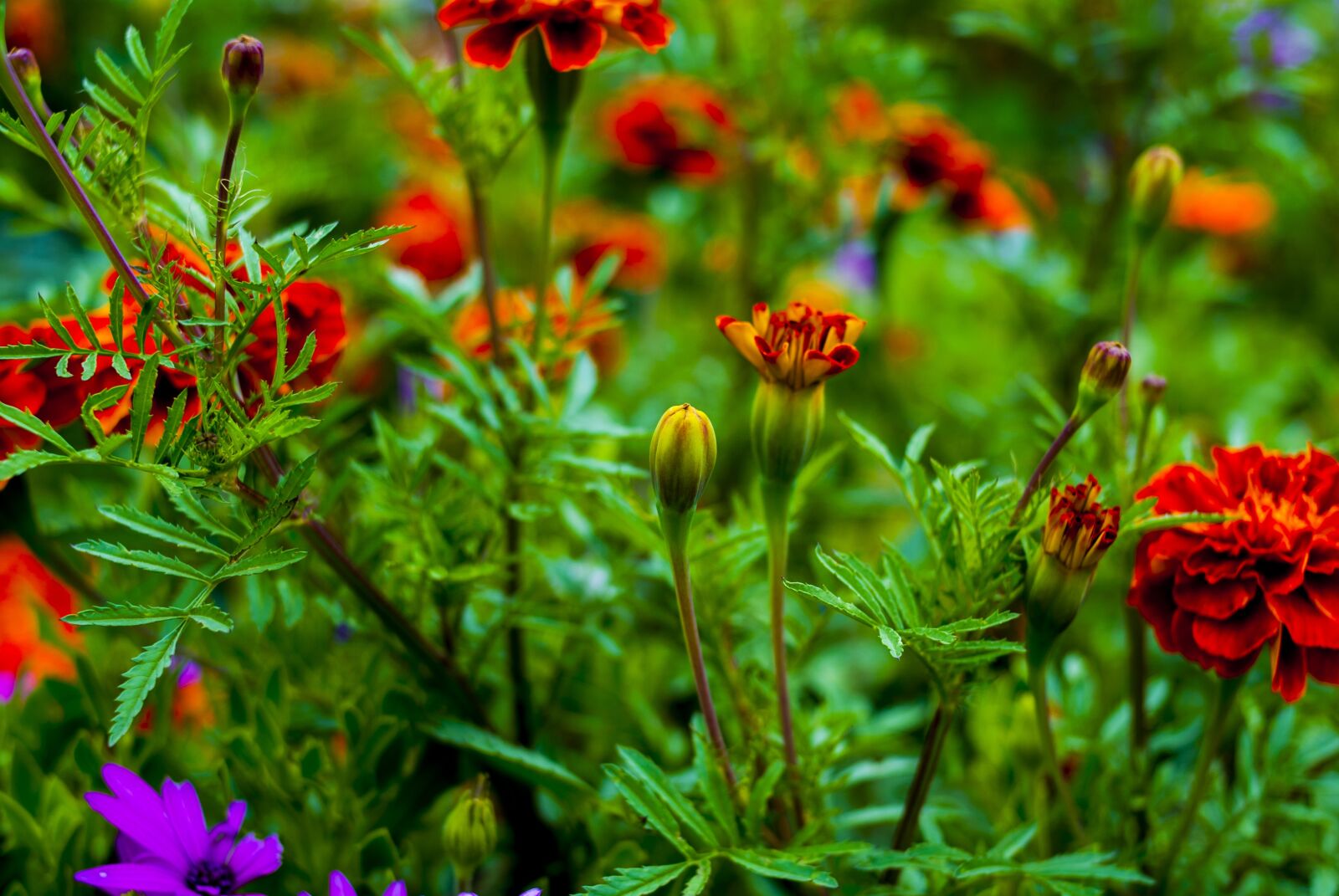 Nikon D60 sample photo. Nature, flower, garden photography