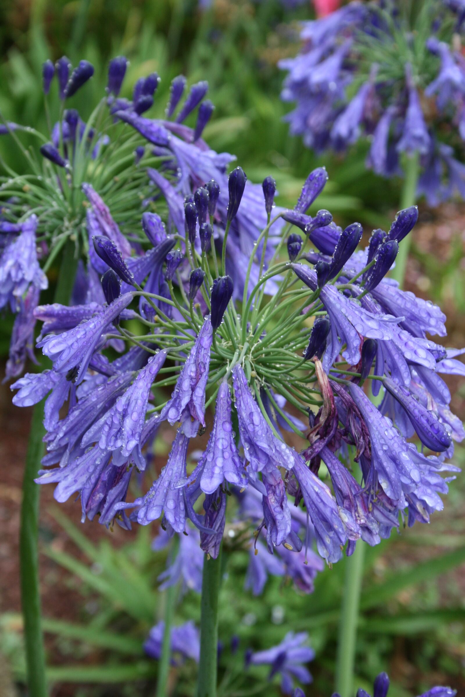 Canon EOS 400D (EOS Digital Rebel XTi / EOS Kiss Digital X) sample photo. Agapanthus, blue flowers, flower photography