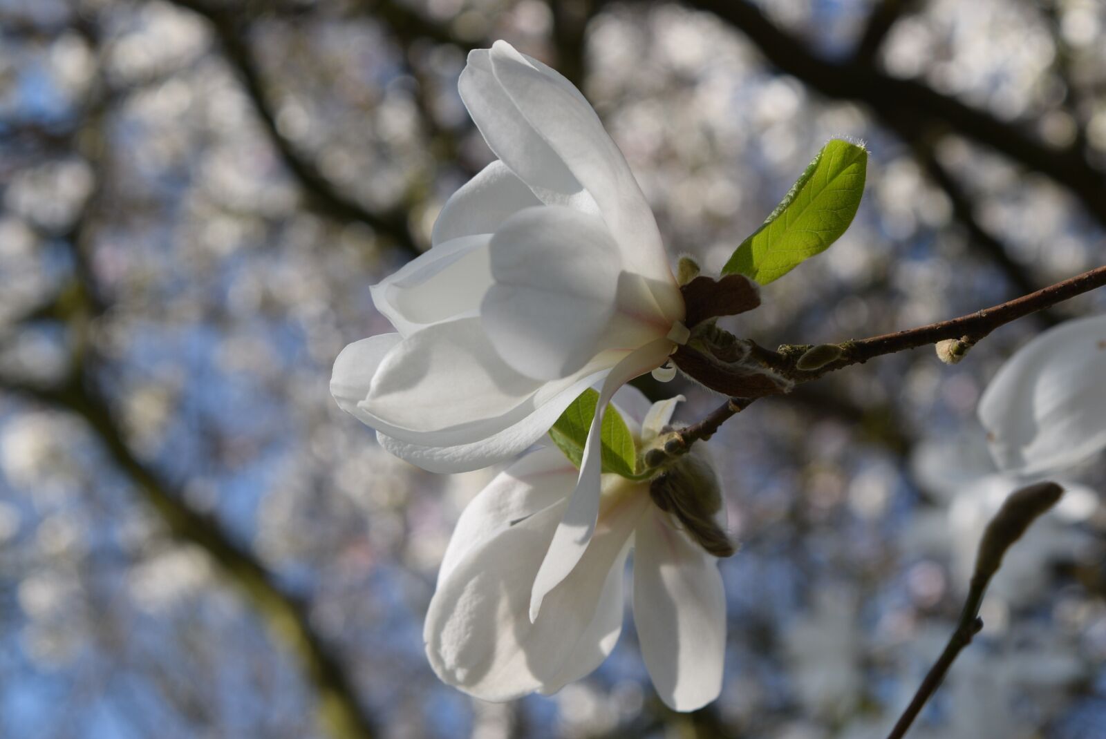 Nikon D5300 sample photo. Tree, flower, branch photography