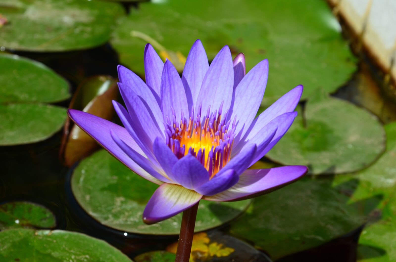 Nikon D5100 sample photo. Water lily, flowers, water photography