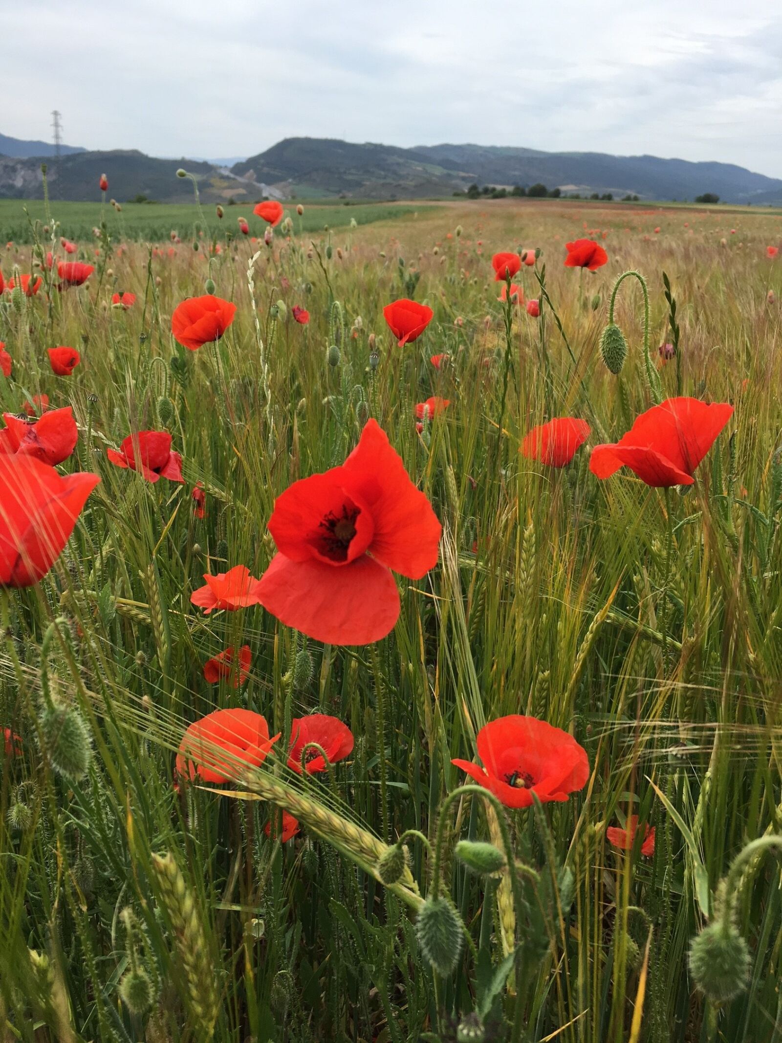 Apple iPhone 6s sample photo. Poppy, agriculture, barley photography