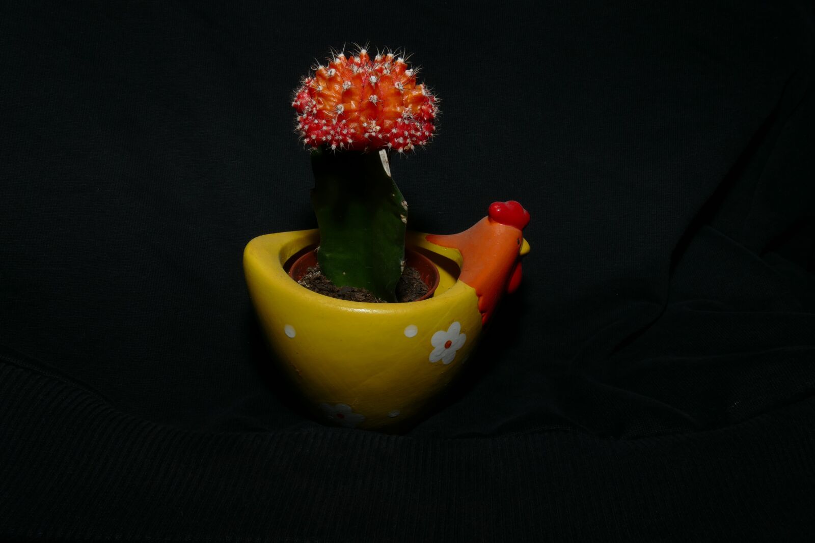 Panasonic Lumix DMC-FZ1000 sample photo. Cactus, plant, nature photography