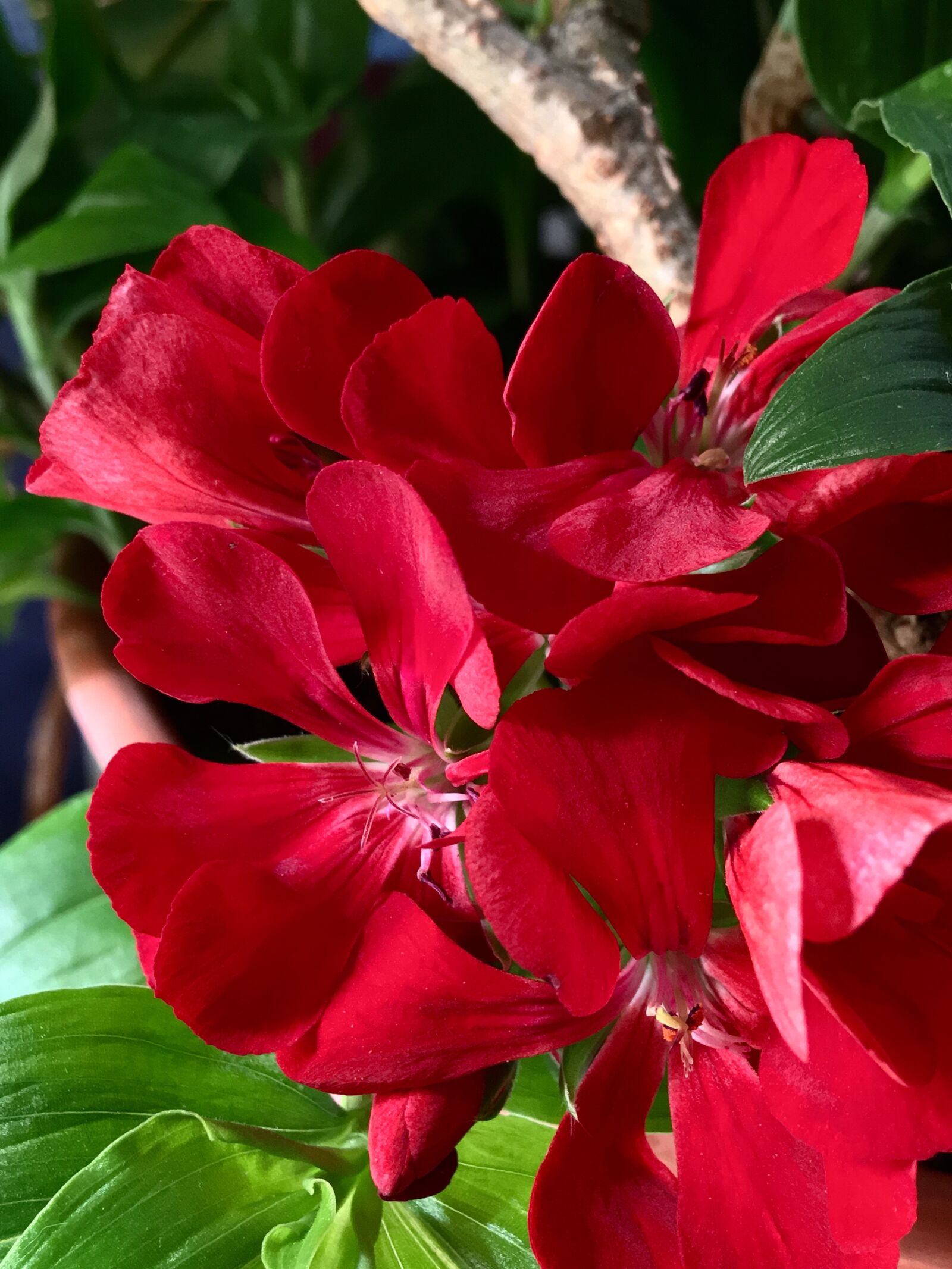 Apple iPhone 6s Plus sample photo. Geranium, red petals, red photography