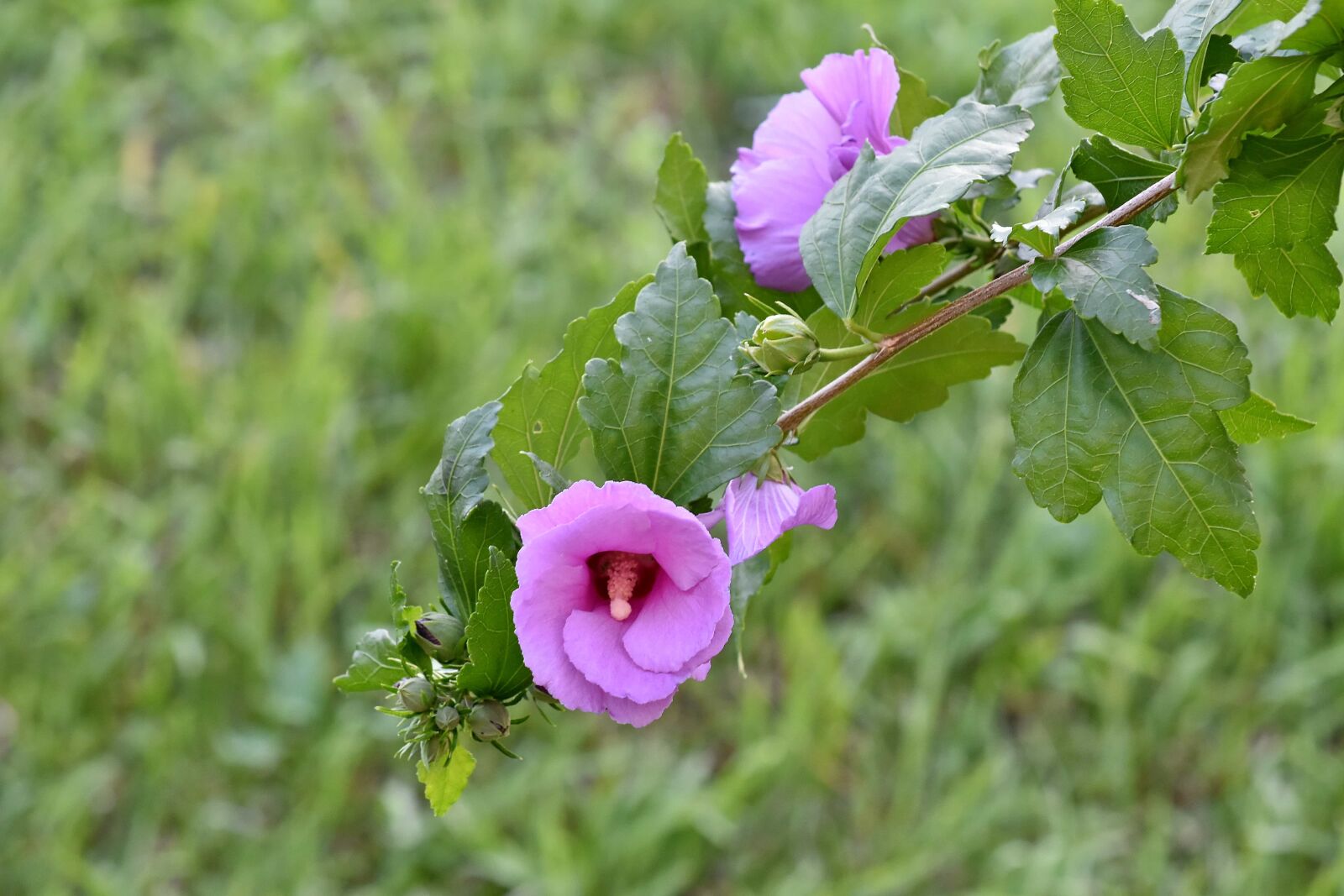 Nikon D5500 sample photo. Branch, ecology, flower, meadow photography