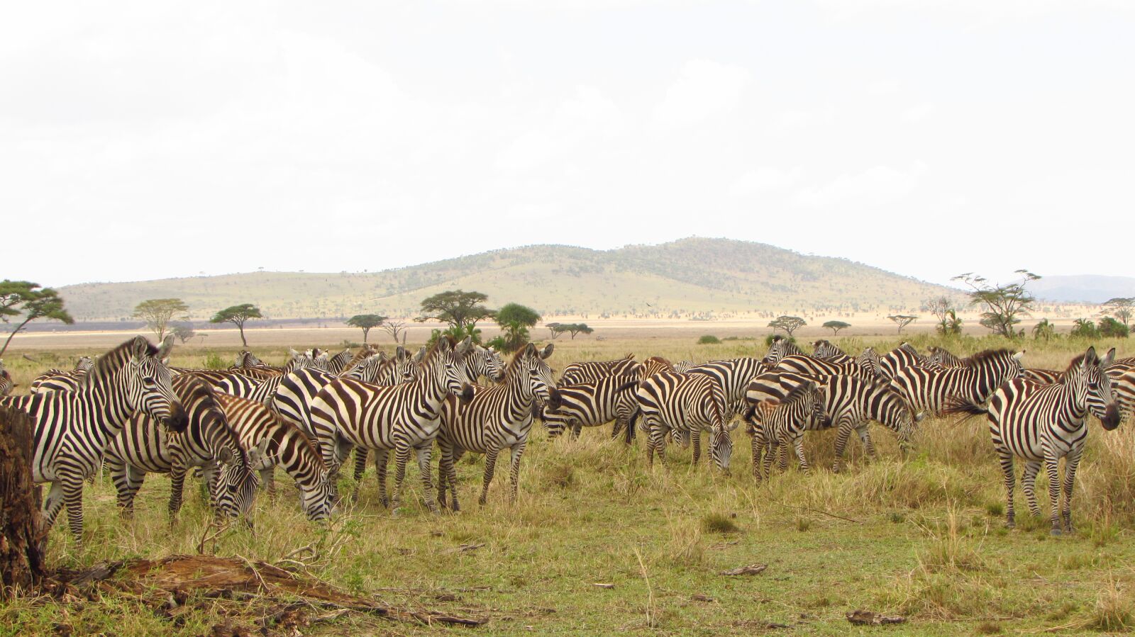 Canon PowerShot SX510 HS sample photo. Zebra, serengeti, tanzania safaris photography