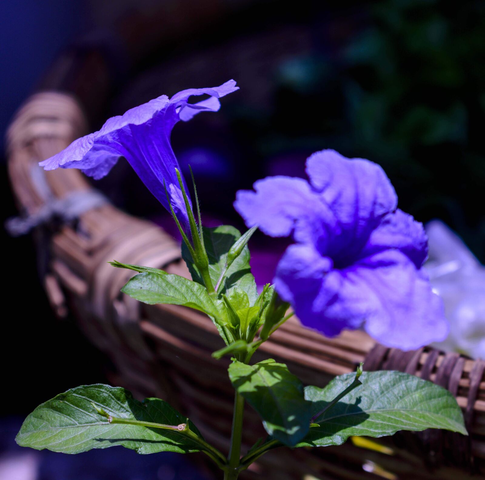 Nikon D3400 sample photo. Flower, azalea flower, cosmos photography