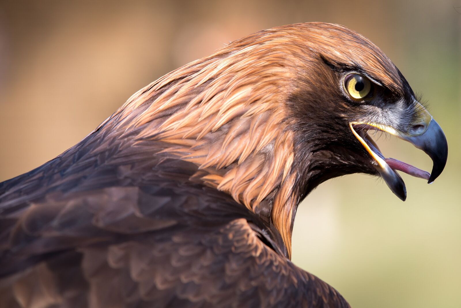 Canon EOS 5D Mark III sample photo. Adler, raptor, bird photography