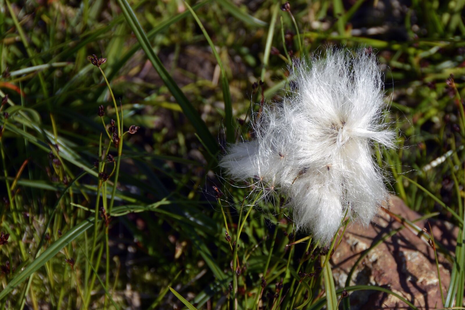 Nikon D7100 sample photo. Cottongrass, plant, white photography