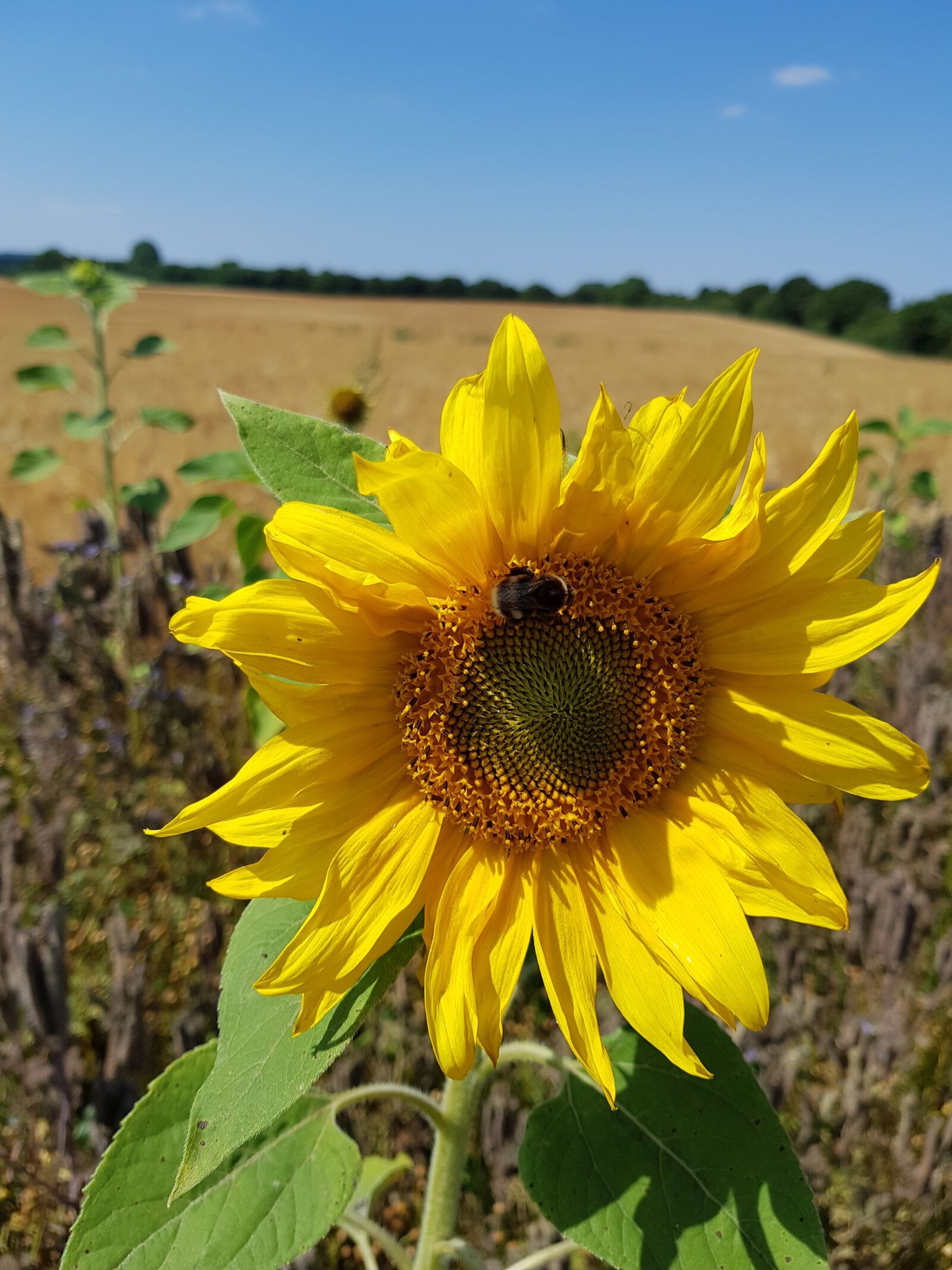 Samsung Galaxy S8 sample photo. Sunflower, bumblebee, nature photography
