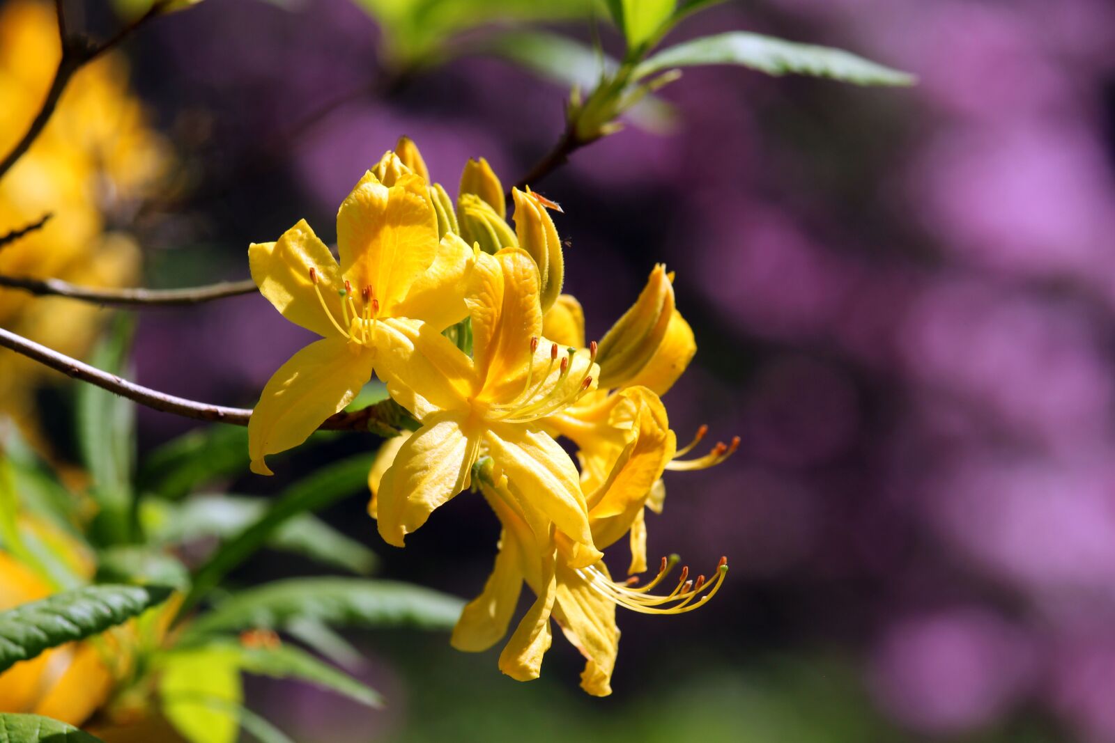 Canon EF-S 55-250mm F4-5.6 IS STM sample photo. Rhododendron, arboretum, park photography
