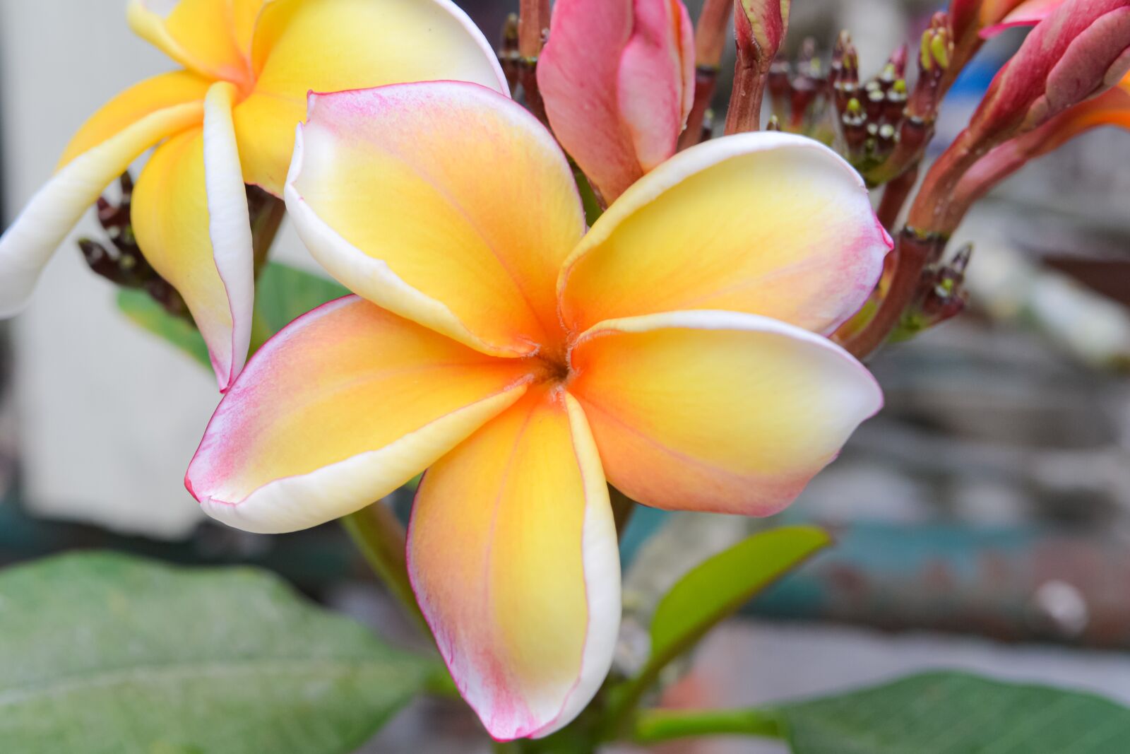 Nikon D3100 sample photo. Macro, sunlight, flower garden photography
