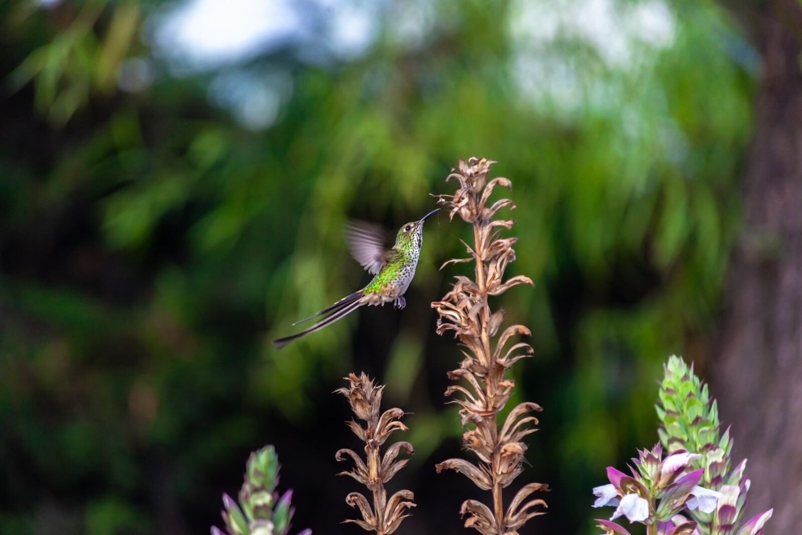 Canon EOS 5D Mark II sample photo. Hummingbird, ave, wings photography