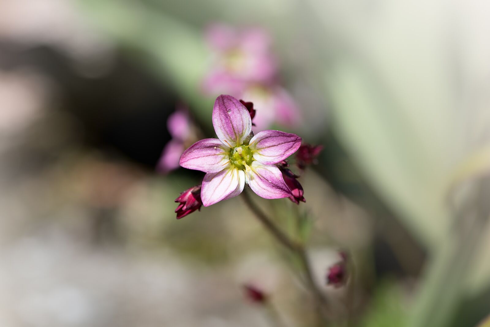 Nikon D750 sample photo. Small flower, small, tender photography
