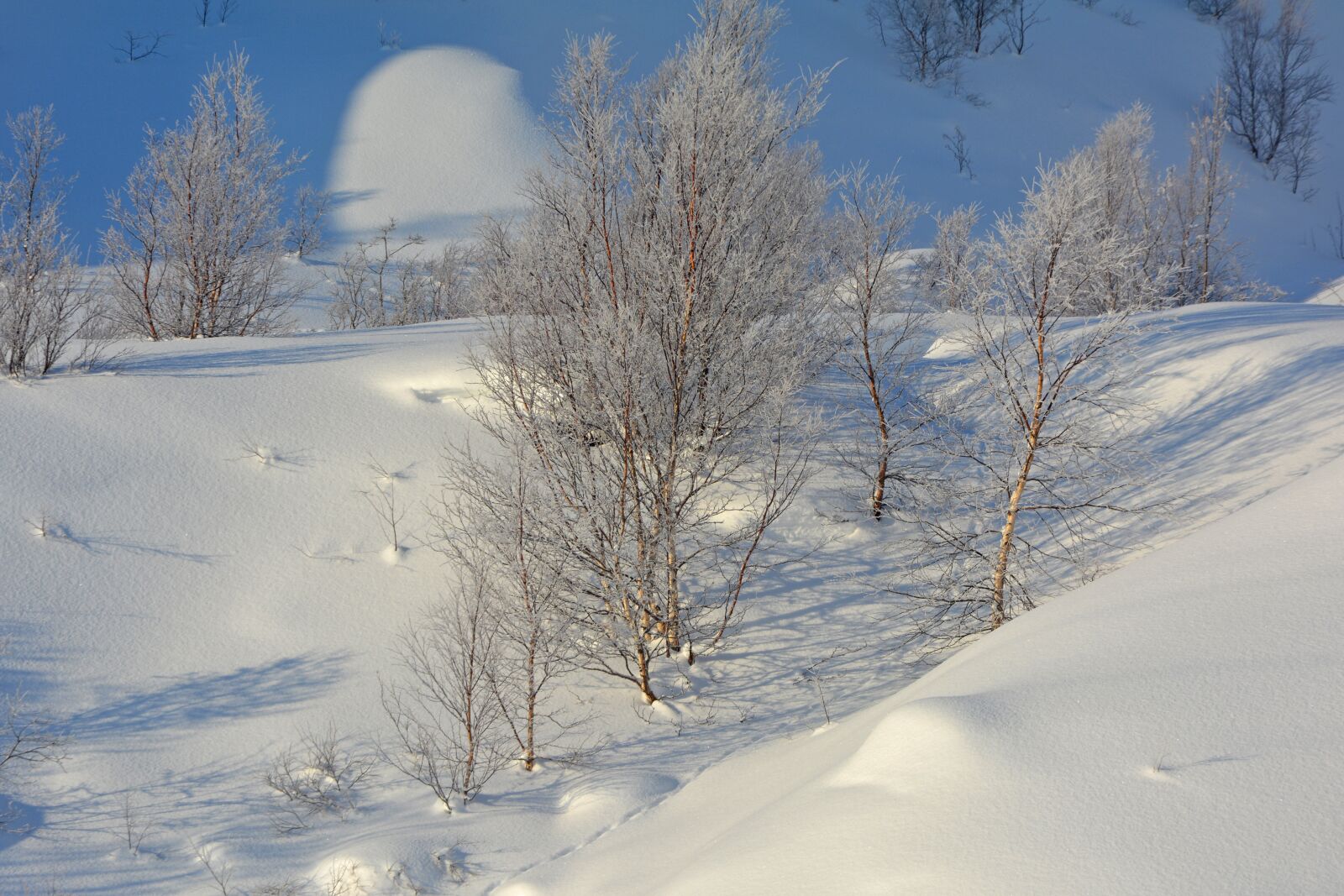 Nikon D5200 sample photo. Winter, snow, trees photography