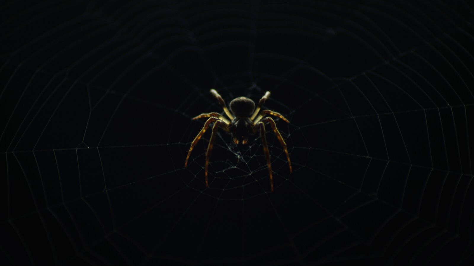 Sony SLT-A58 sample photo. Spider, insect, nature photography