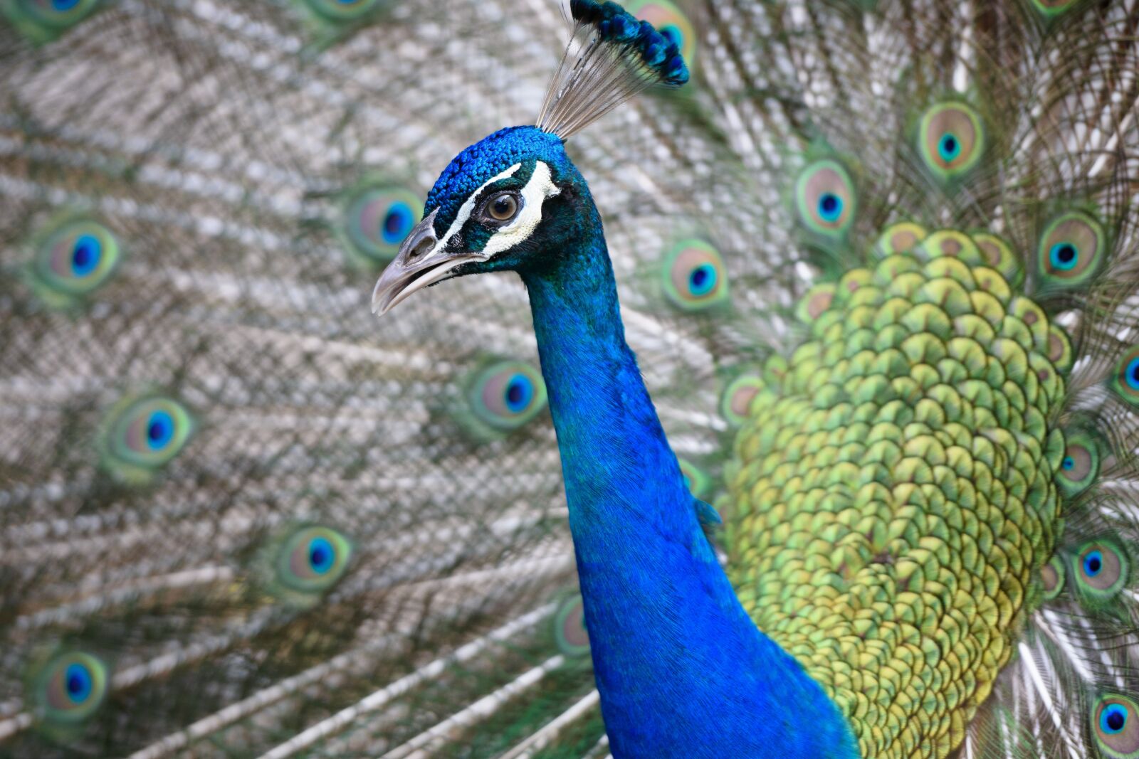 Nikon D3400 sample photo. Peacock, animal, head photography
