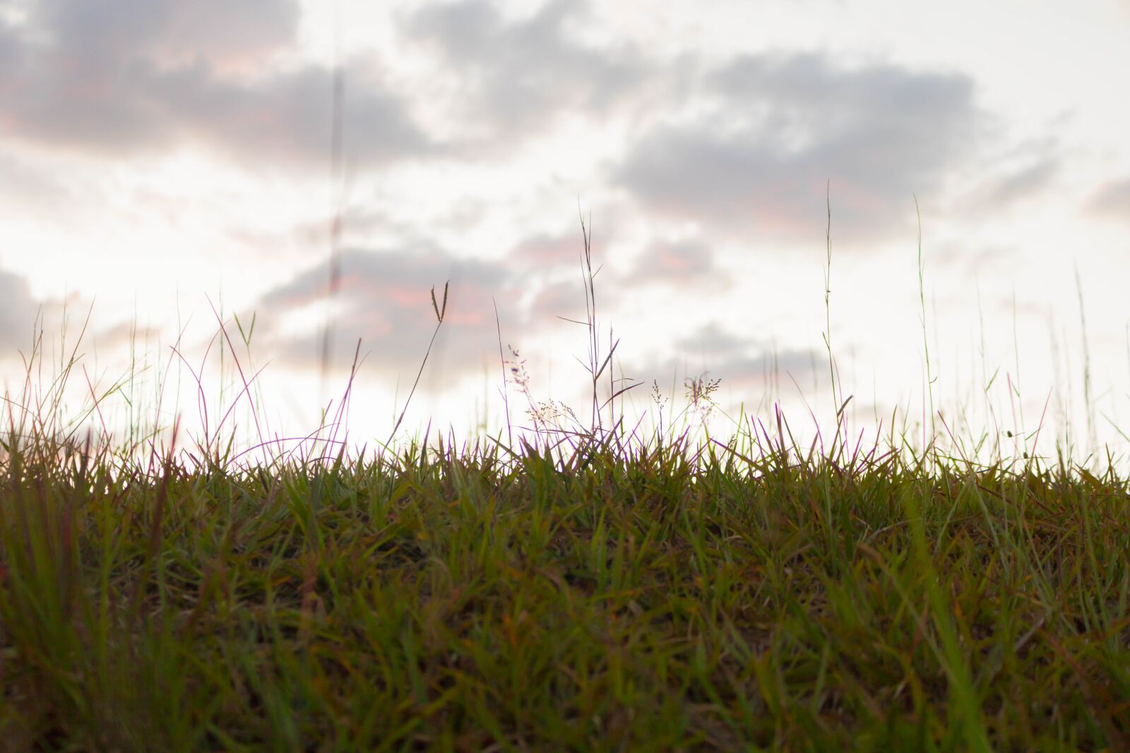 Canon EOS 750D (EOS Rebel T6i / EOS Kiss X8i) sample photo. Grass, green, sky photography