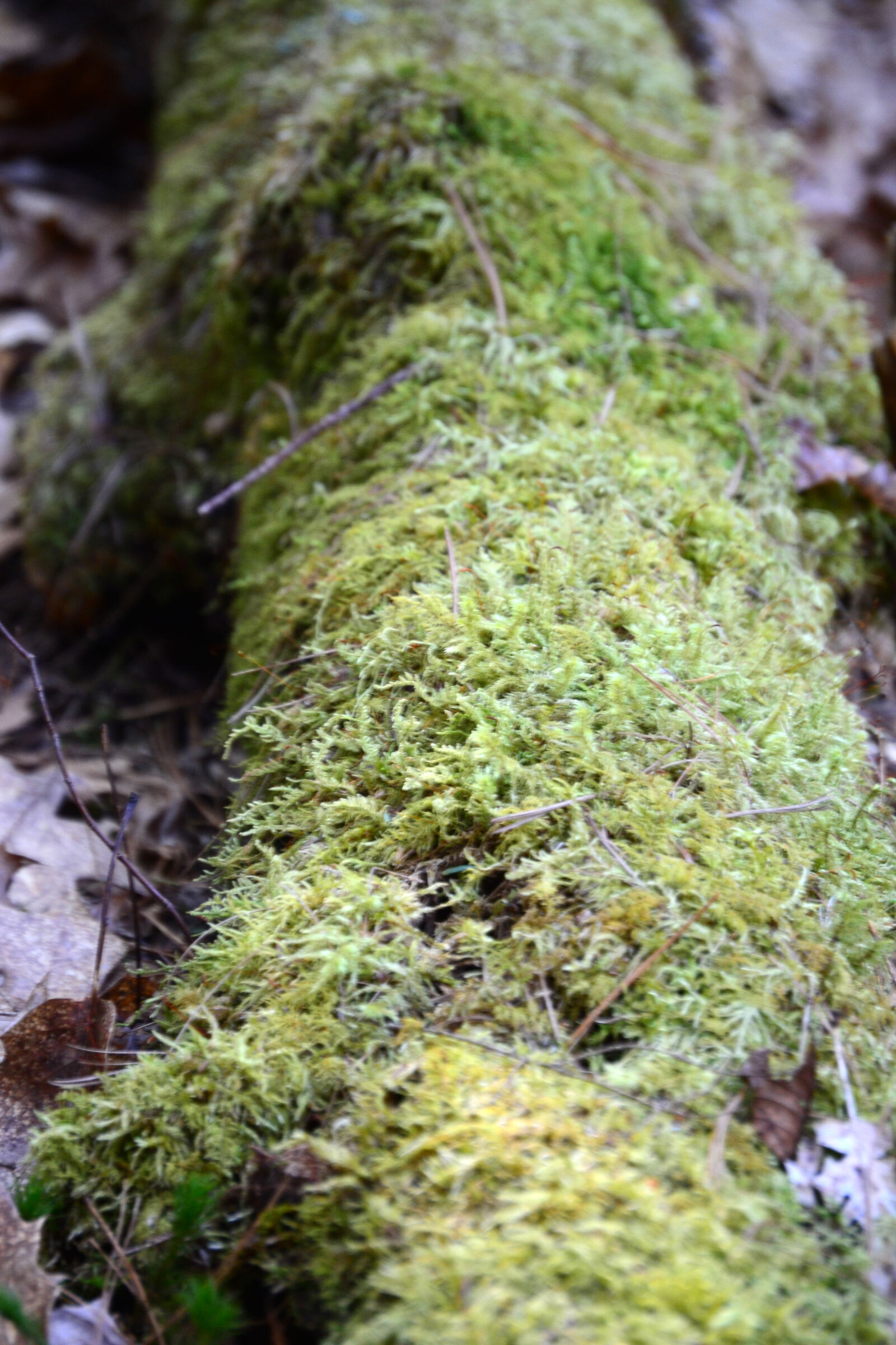 Nikon D3100 sample photo. Fallen, tree, forest, green photography
