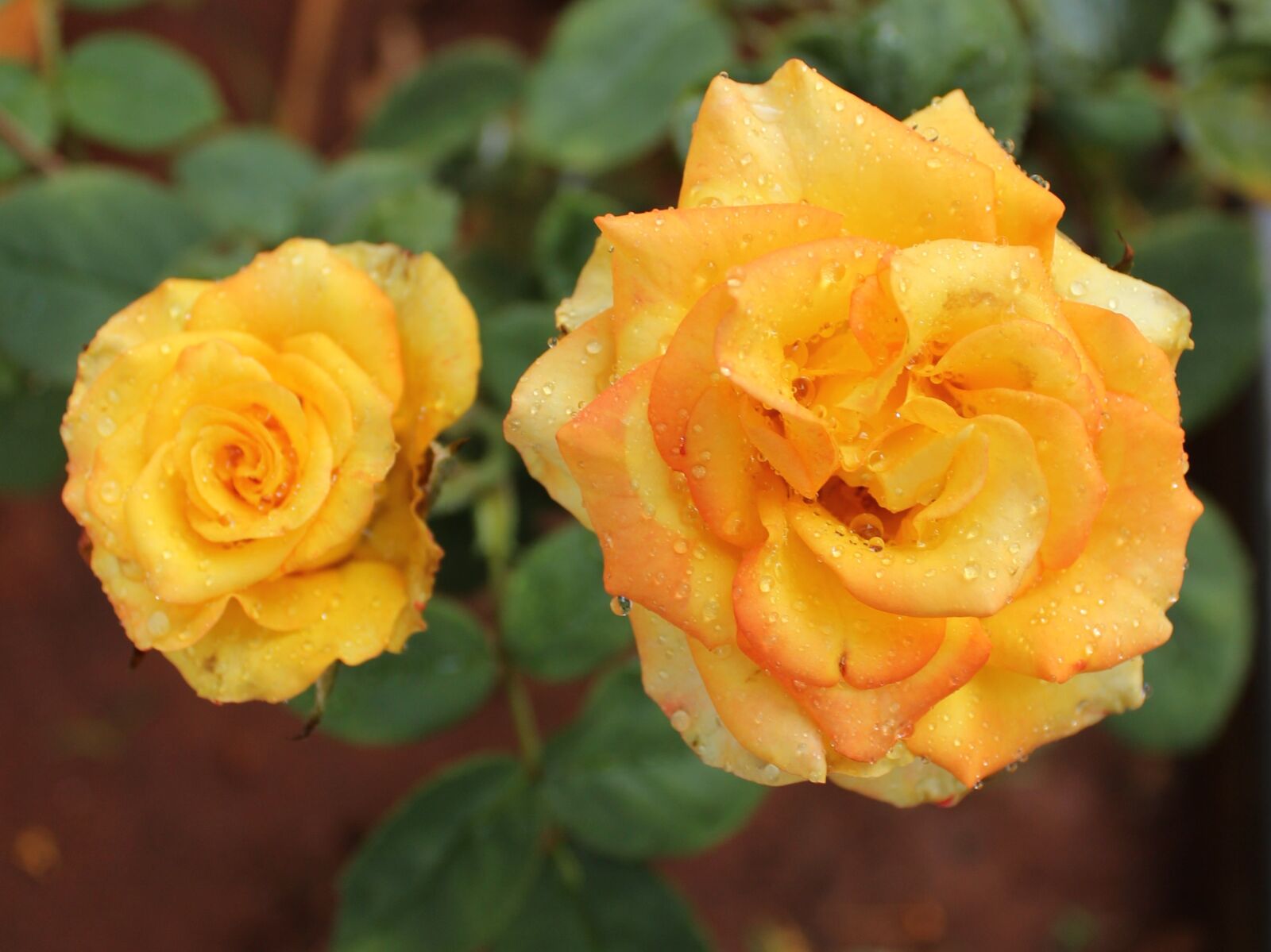 Canon EOS 600D (Rebel EOS T3i / EOS Kiss X5) sample photo. Yellow, roses, flowers photography
