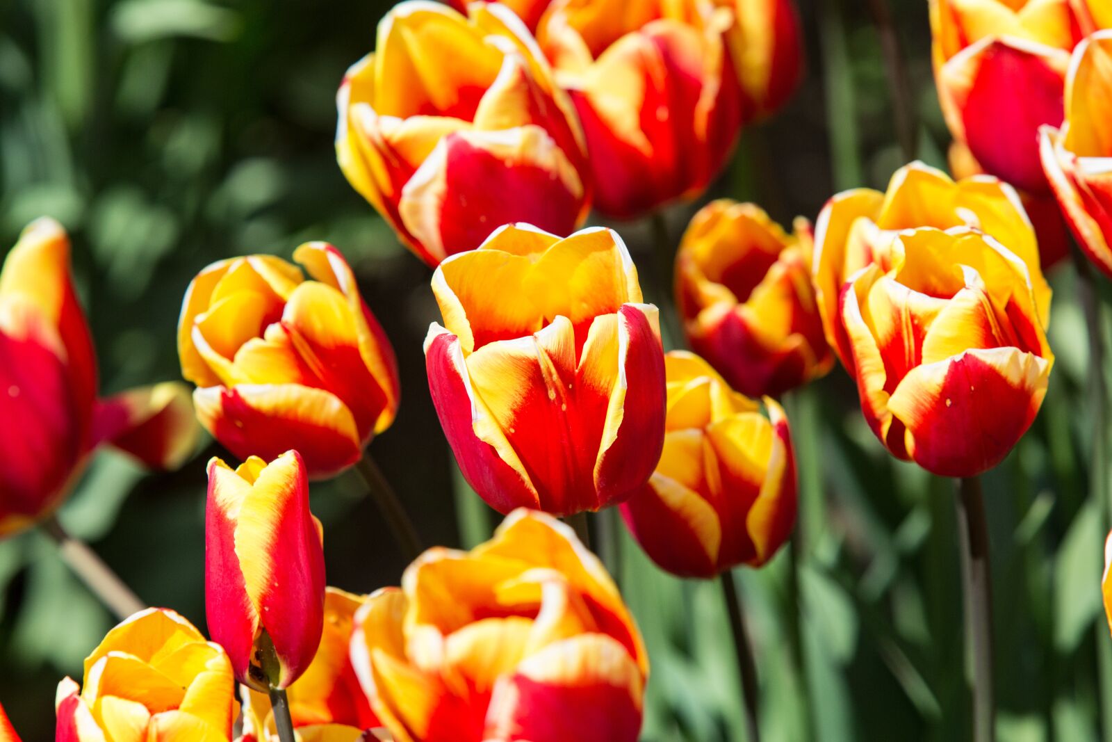 Canon EF 70-200mm F2.8L IS USM sample photo. Tulips, flowers, nature photography
