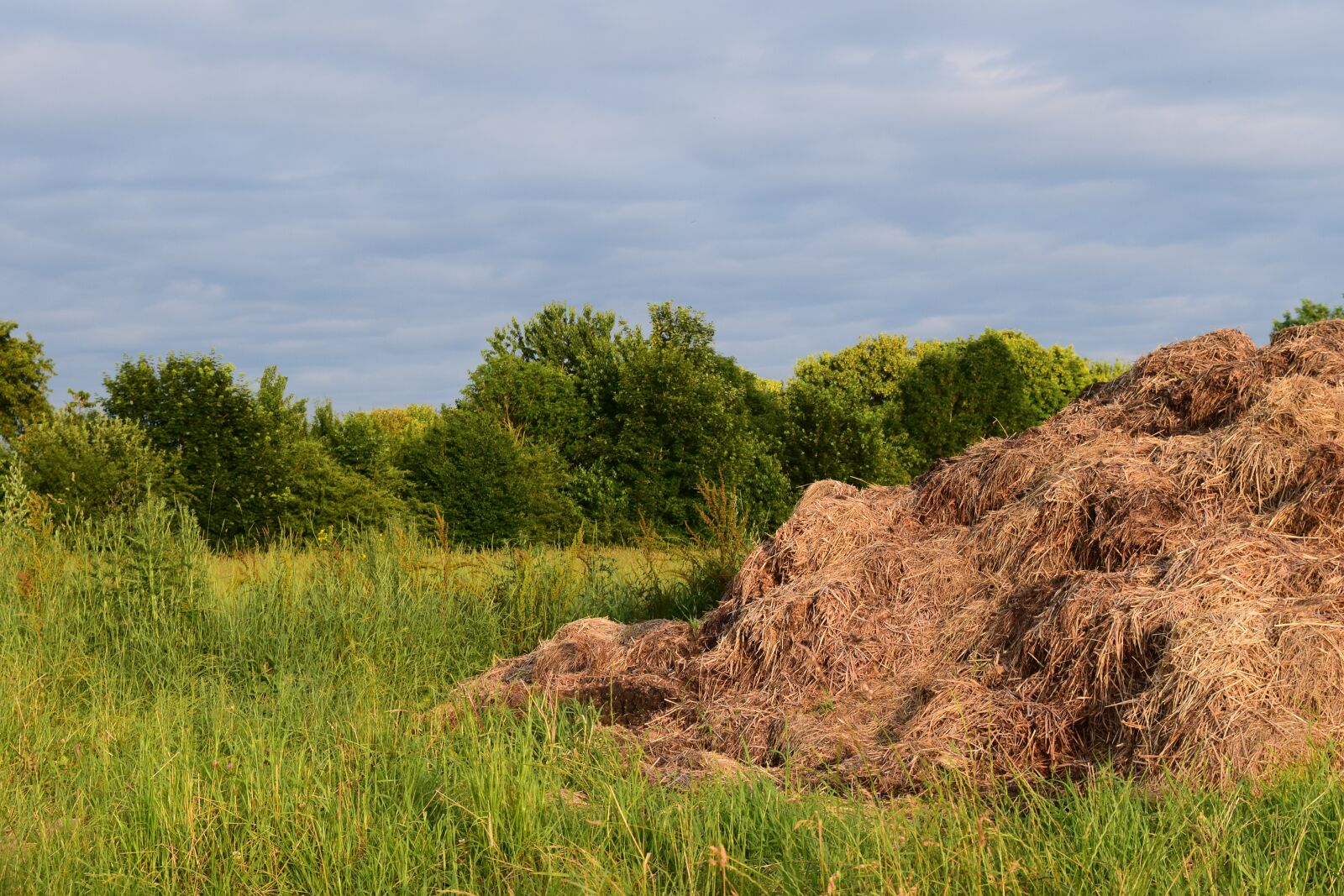 Nikon D3300 sample photo. Dung, landscape, pasture photography