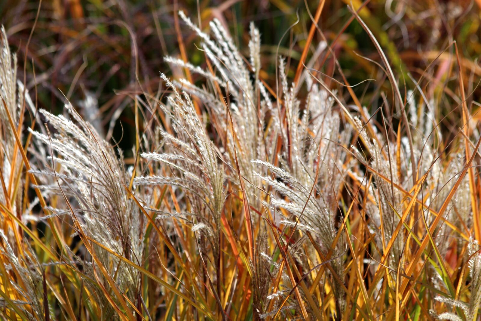 Canon EOS 650D (EOS Rebel T4i / EOS Kiss X6i) sample photo. Grass, autumn, dry grass photography