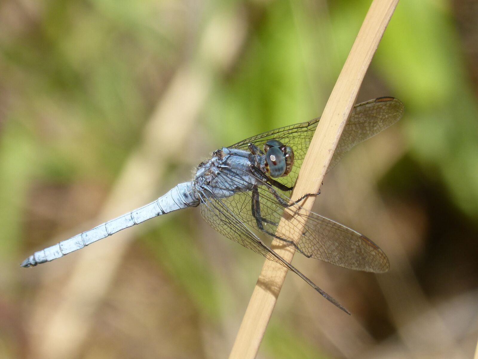 Panasonic DMC-FZ62 sample photo. Dragonfly, orthetrum brunneum, blue photography
