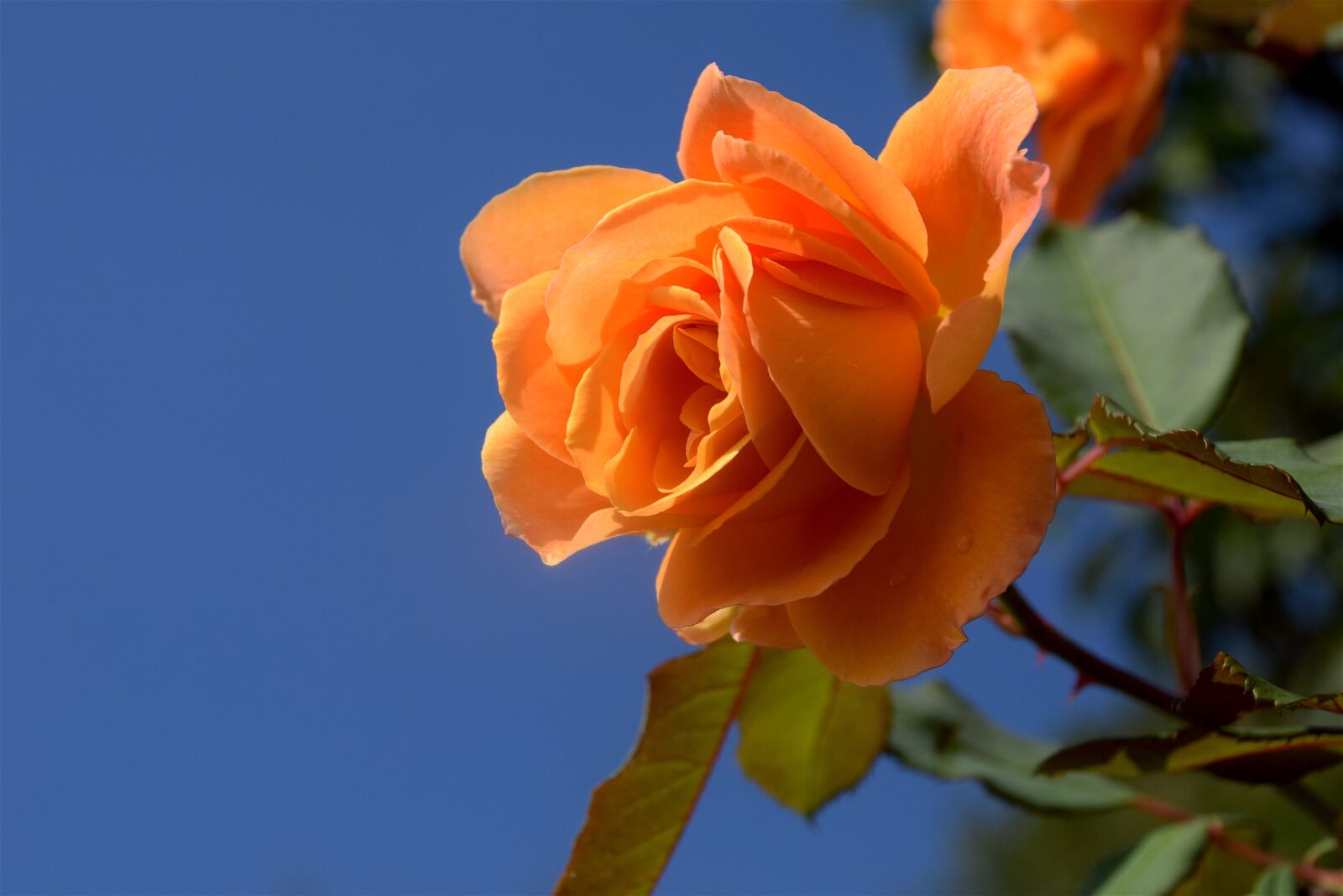 Nikon D3300 sample photo. Orange, rose, blossom photography