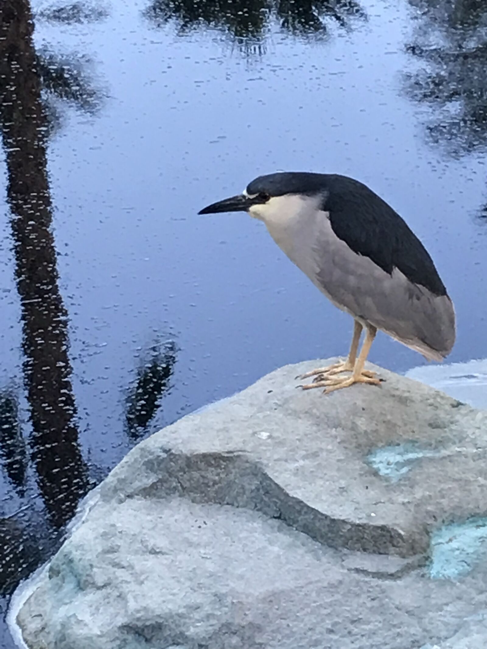 iPhone 7 back camera 3.99mm f/1.8 sample photo. Bird, rock, water photography