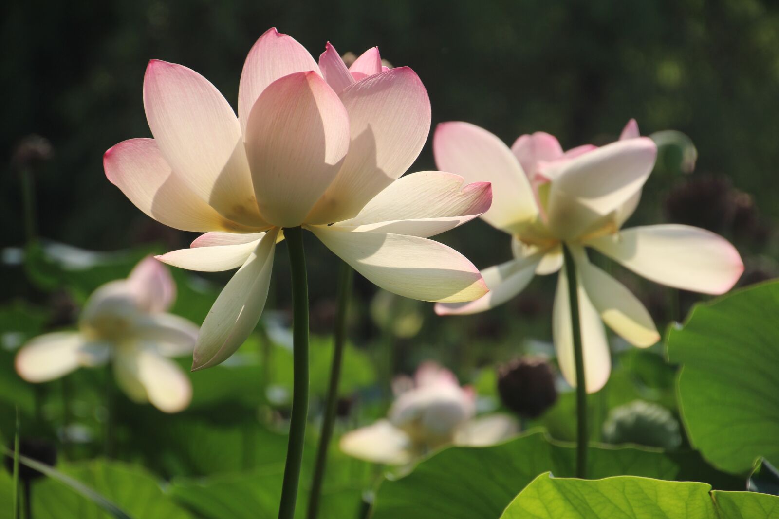 Canon EOS 100D (EOS Rebel SL1 / EOS Kiss X7) sample photo. Flower, summer, pink photography
