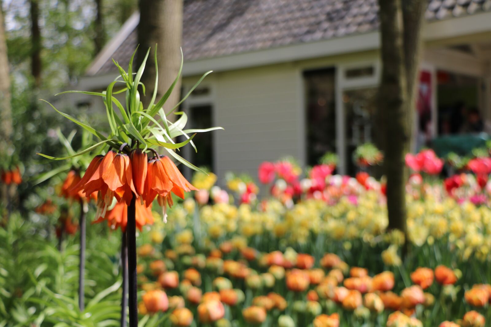 Canon EOS 750D (EOS Rebel T6i / EOS Kiss X8i) sample photo. Flower, garden, plant photography