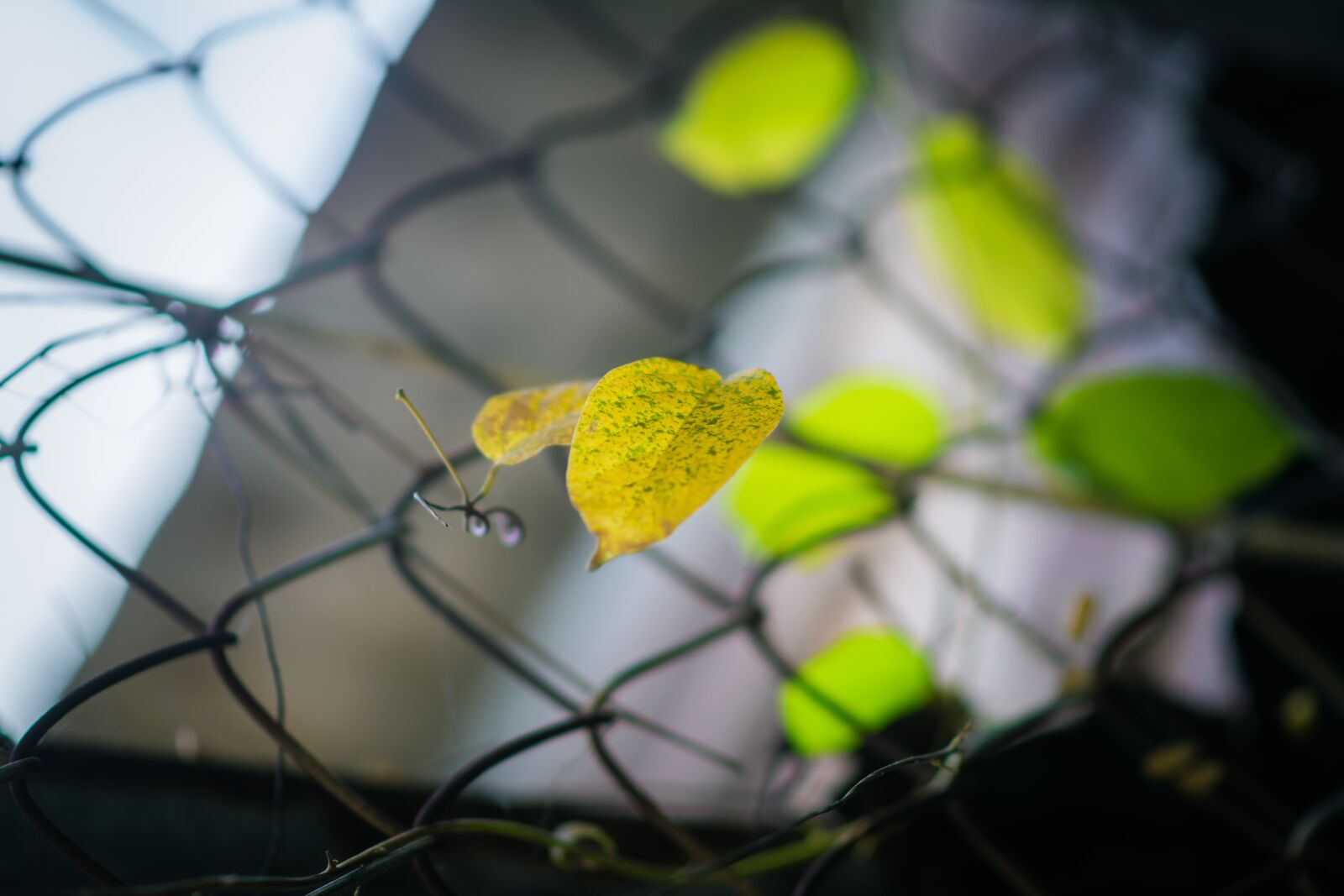 Nikon D5200 sample photo. Tree, green, nature photography
