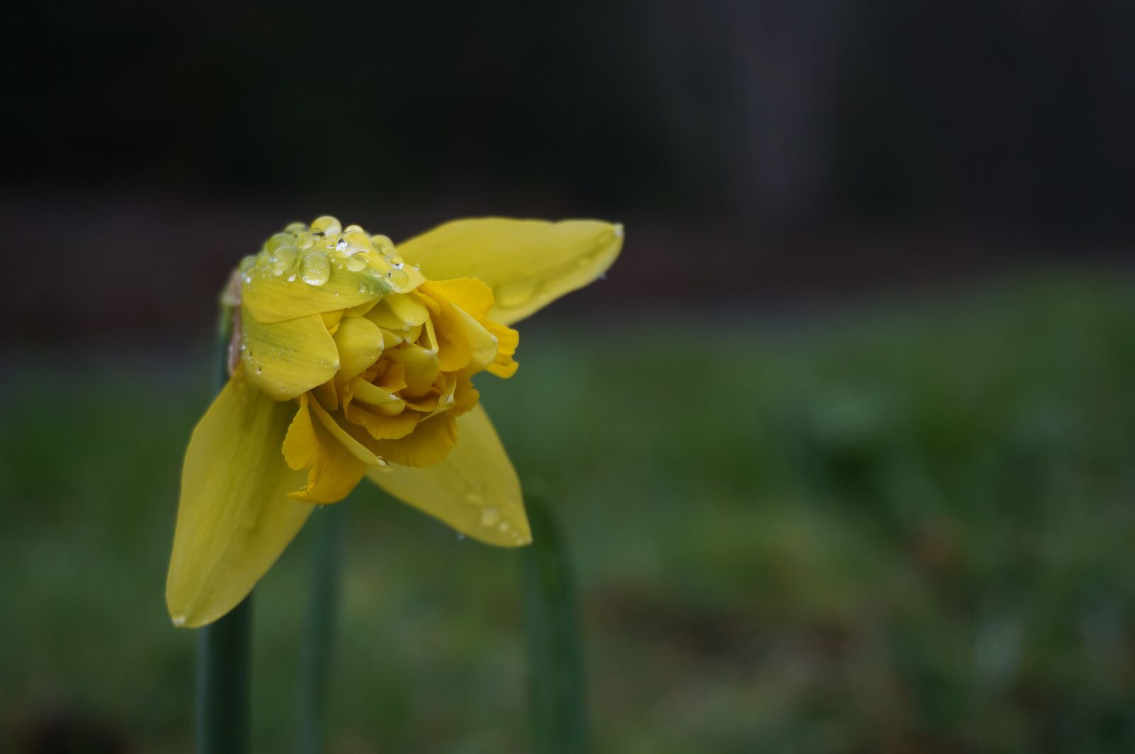 Sony Alpha NEX-6 sample photo. Spring, tulip, flower photography