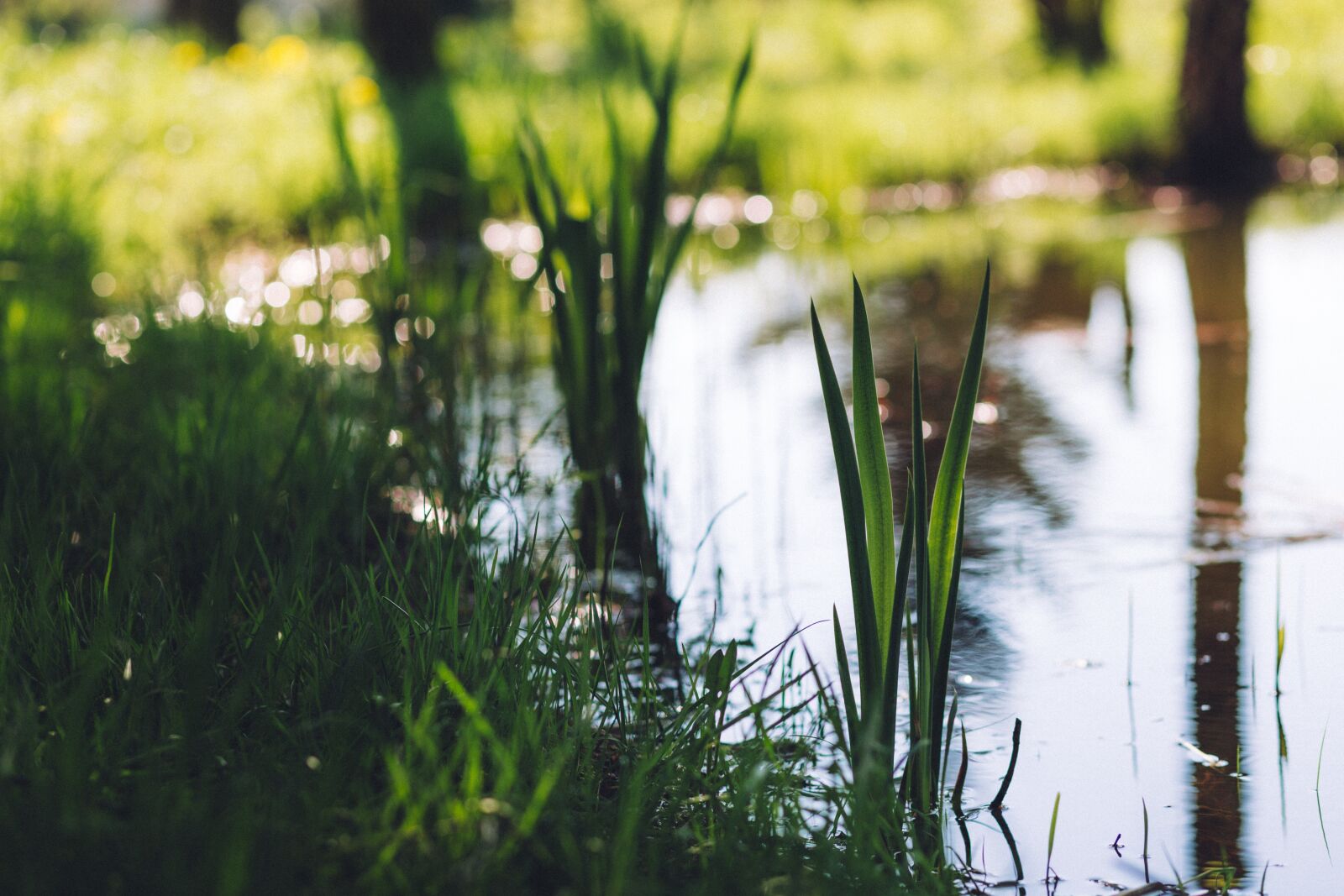 Canon EF 85mm F1.8 USM sample photo. Green, grass, plants photography