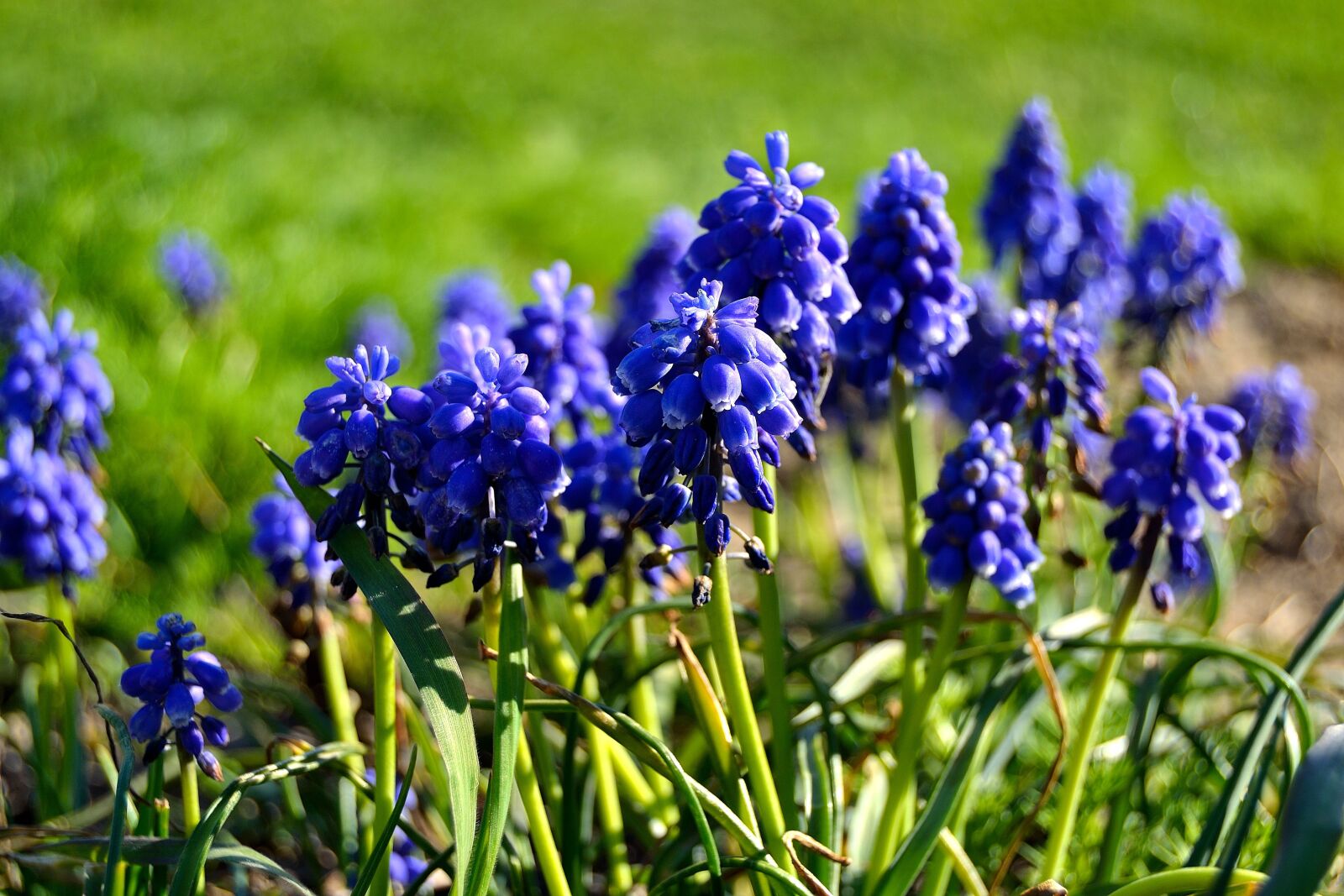 Nikon D3100 sample photo. Flowers, garden, blue flowers photography