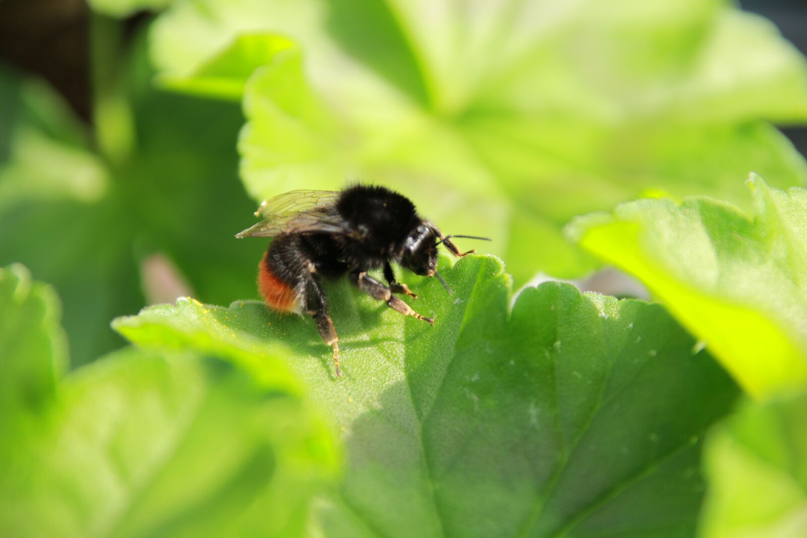 Canon EOS 700D (EOS Rebel T5i / EOS Kiss X7i) sample photo. Hummel, bee, insect photography