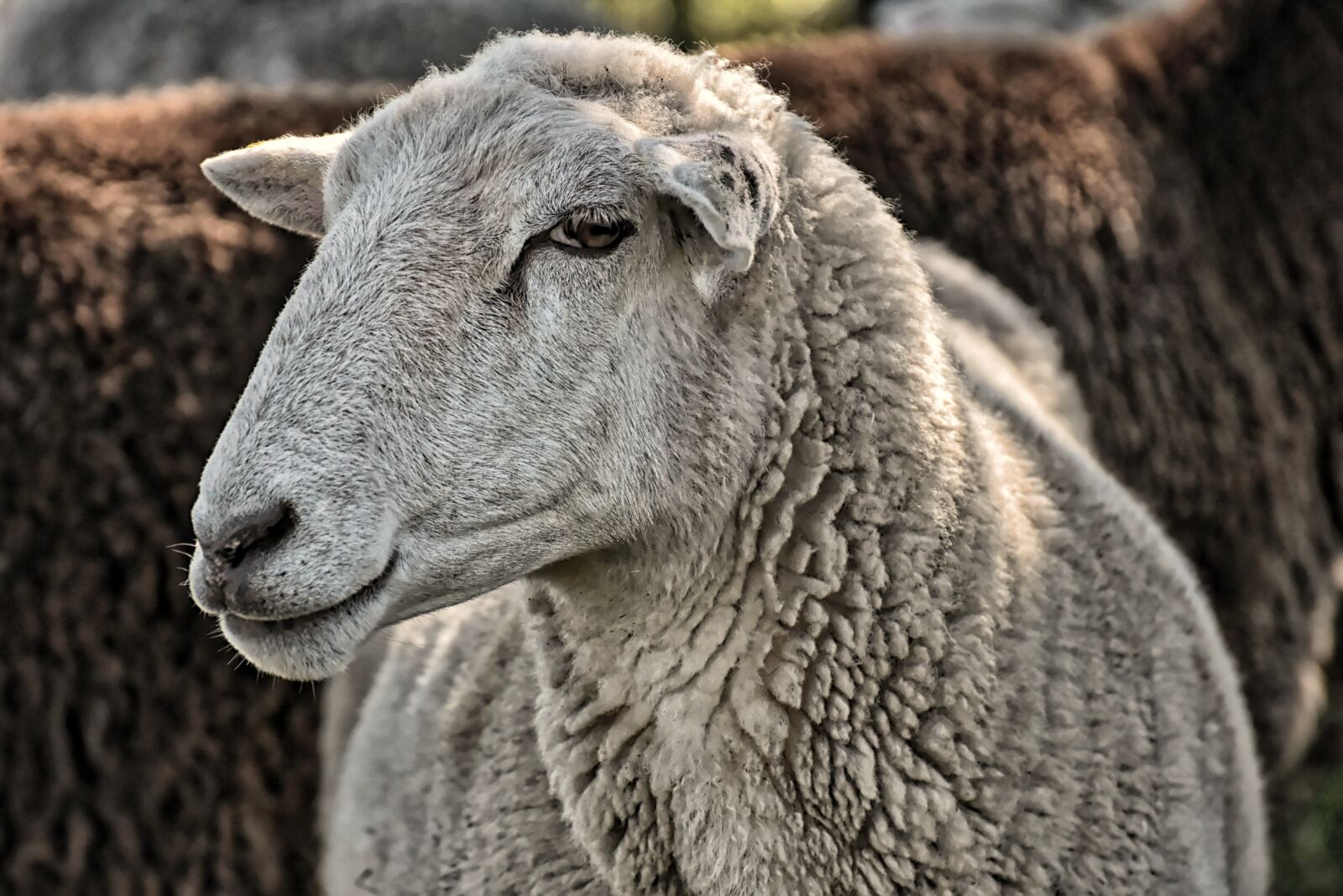 Nikon D7200 sample photo. Sheep, farm, animal photography