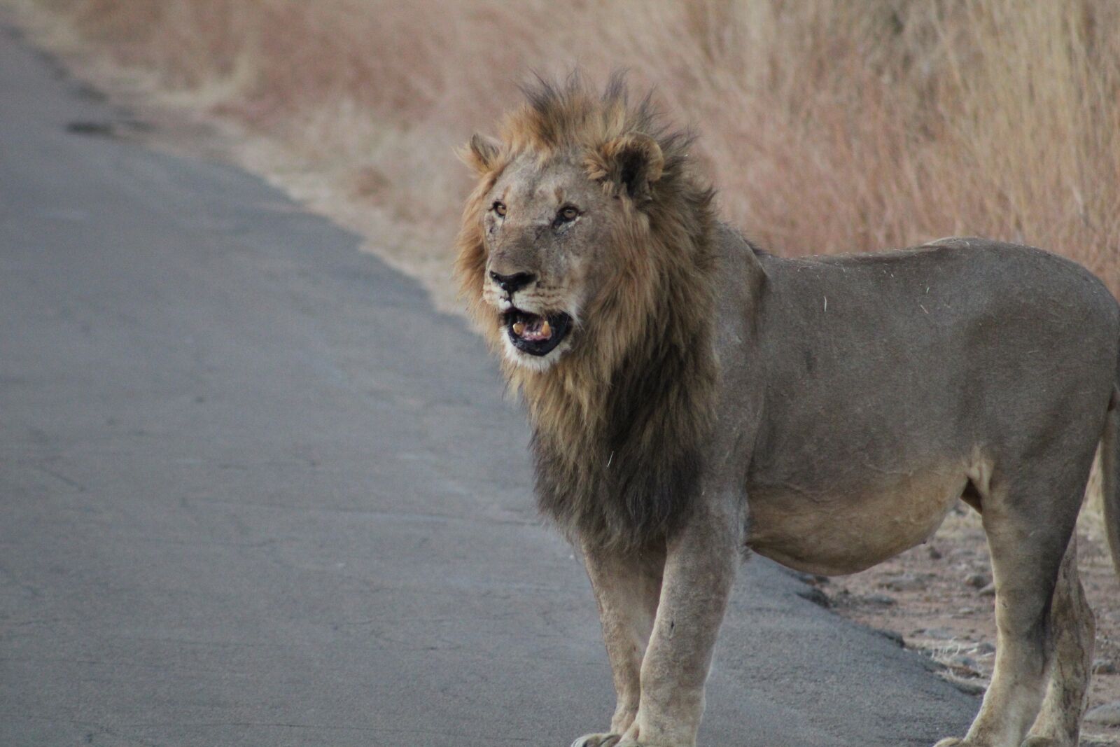 Canon EOS 1200D (EOS Rebel T5 / EOS Kiss X70 / EOS Hi) + Canon EF75-300mm f/4-5.6 sample photo. Lion, safari, africa photography