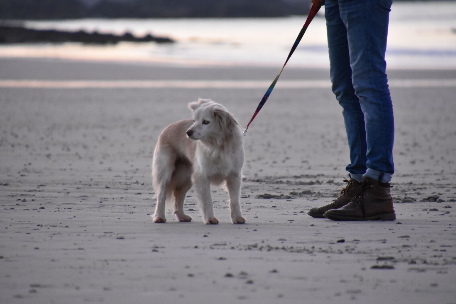 Nikon D3400 sample photo. Dog, animals, beach photography