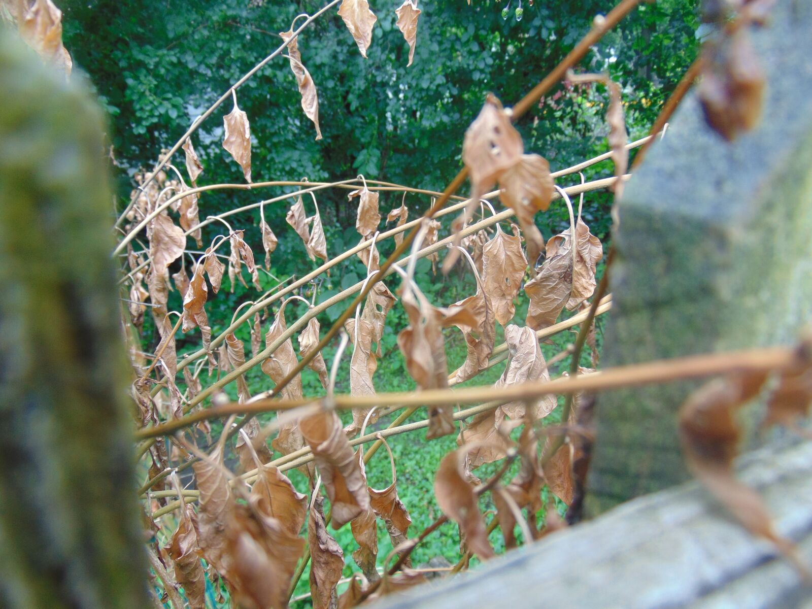 Sony Cyber-shot DSC-H300 sample photo. Autumn, fall, dead leaves photography