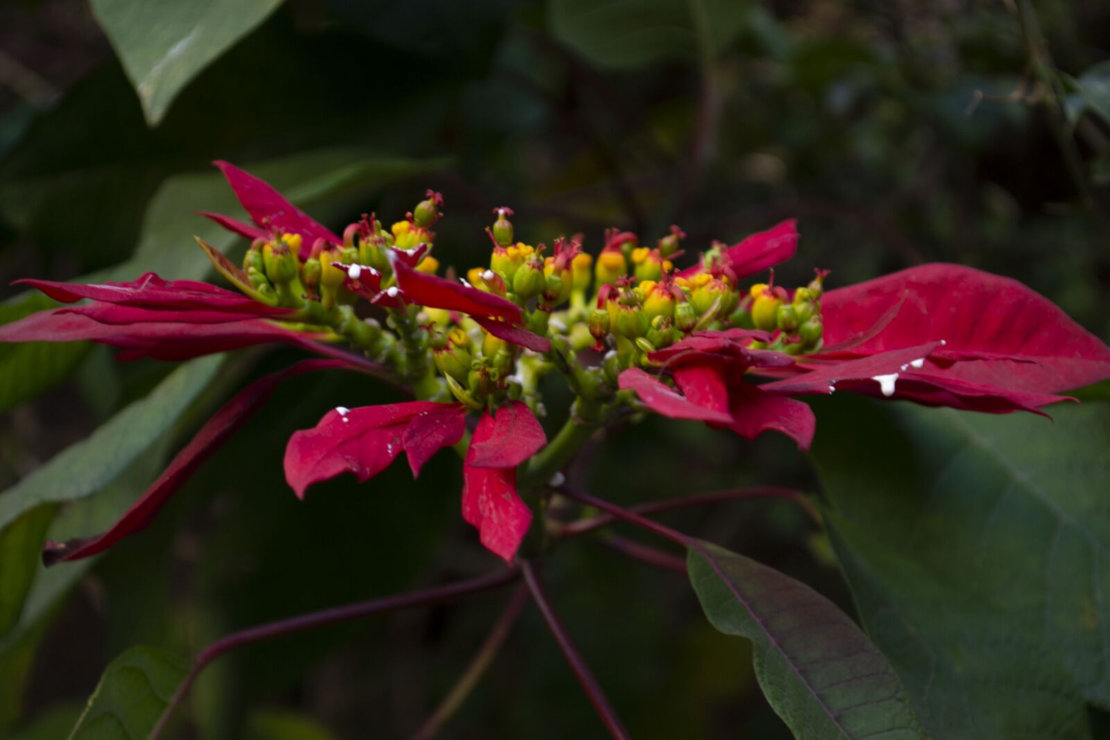 Nikon D3100 sample photo. Flower, shadow, flowers photography